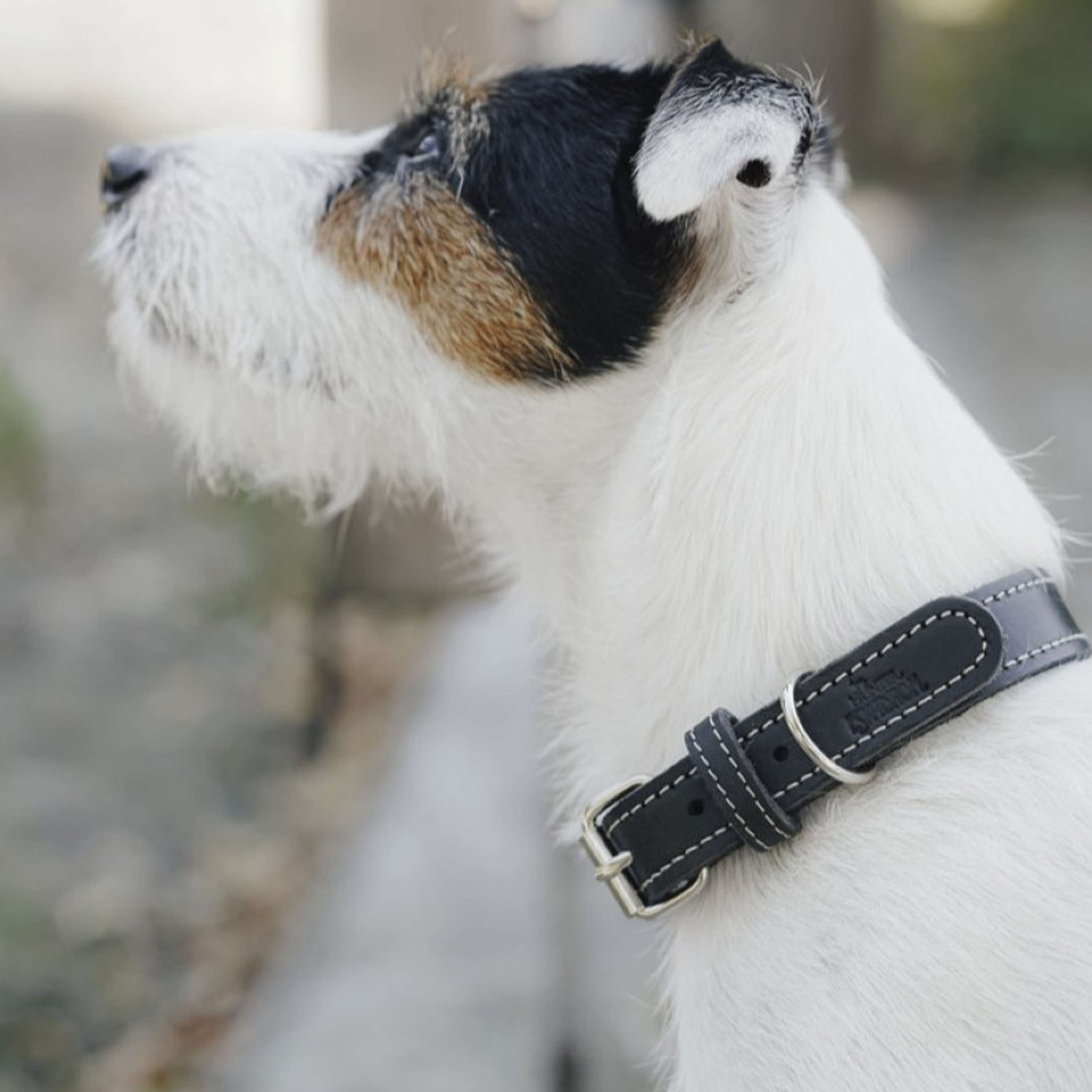 Hunter x Eskadron Dog Collar Craft Black