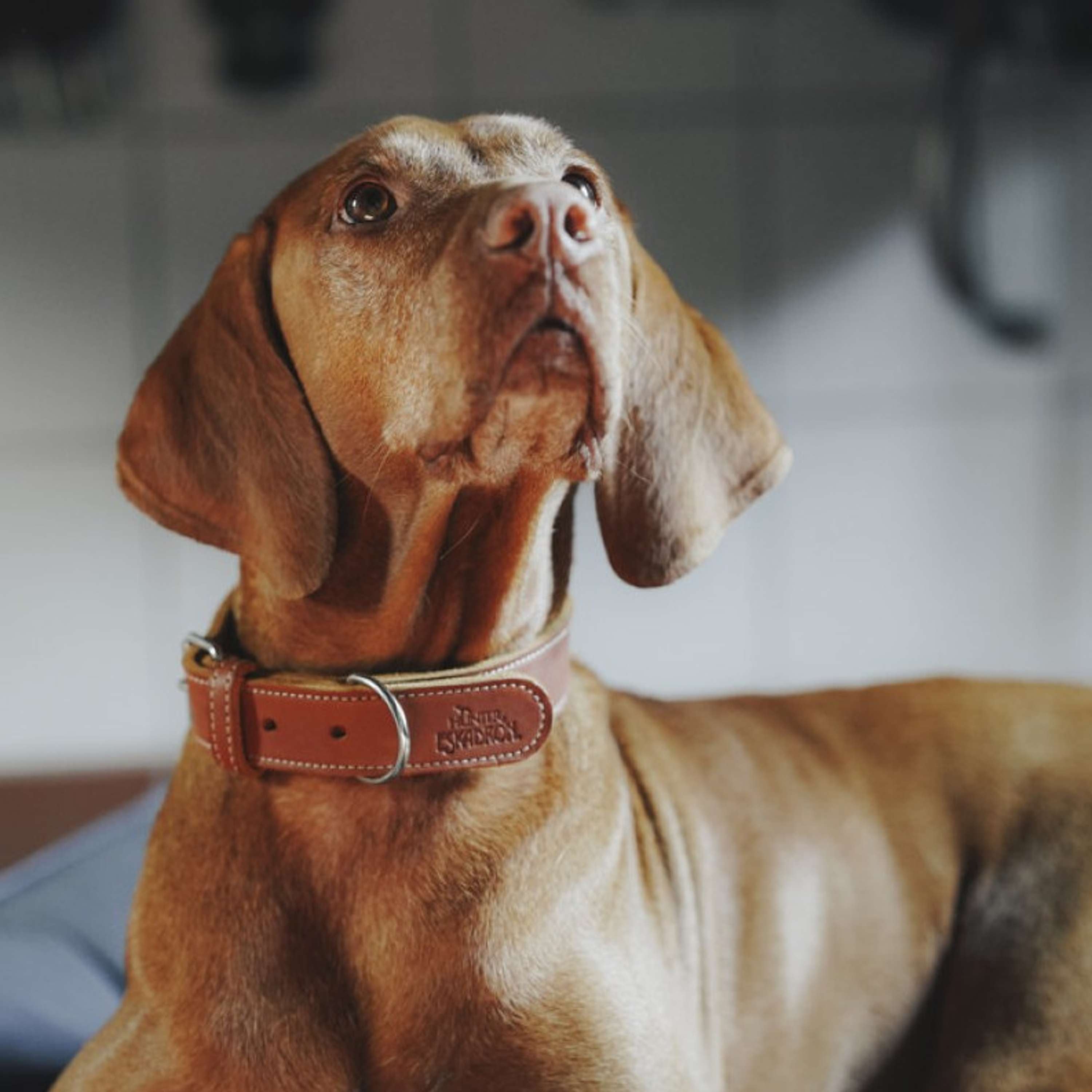 Hunter x Eskadron Dog Collar Craft Cognac