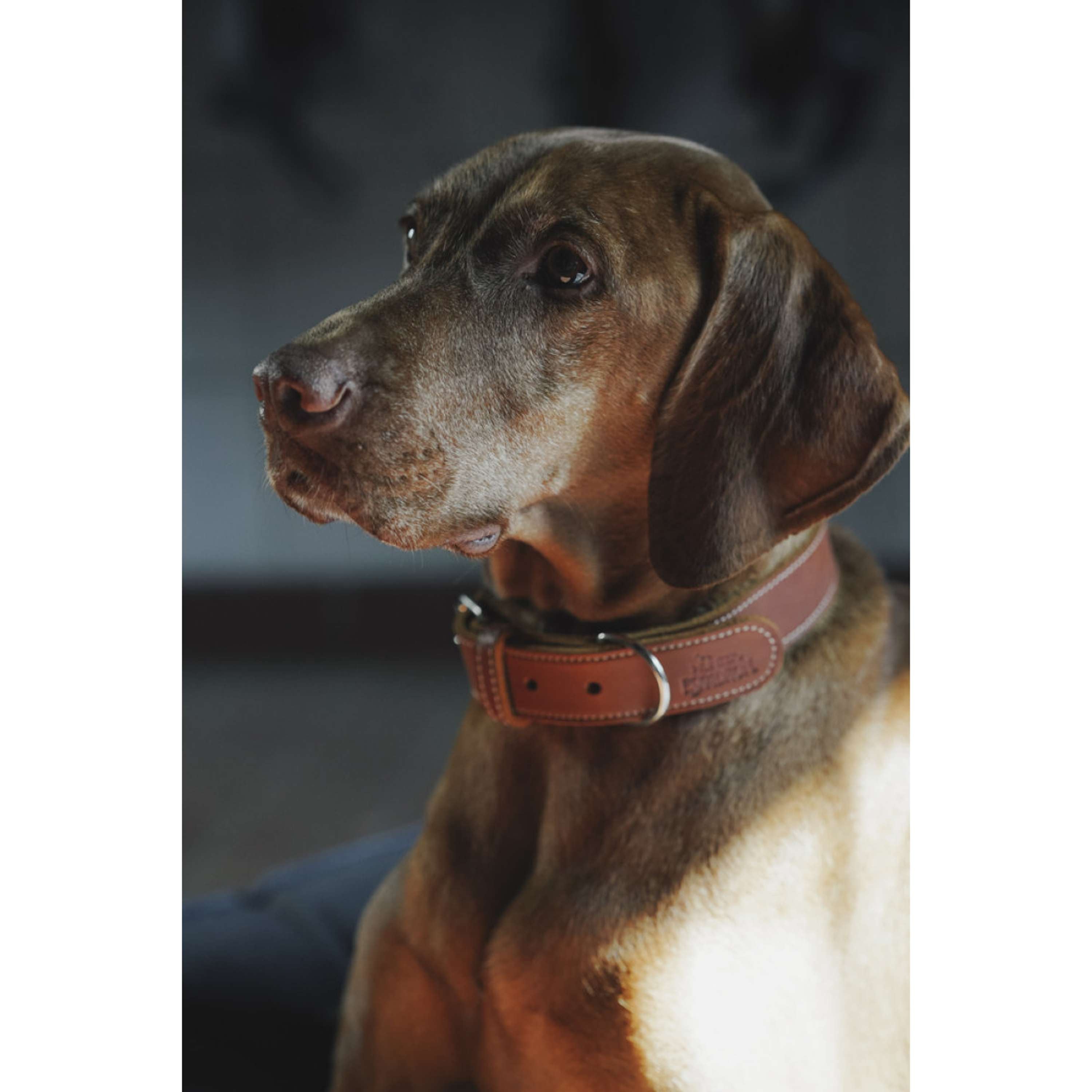Hunter x Eskadron Dog Collar Craft Cognac