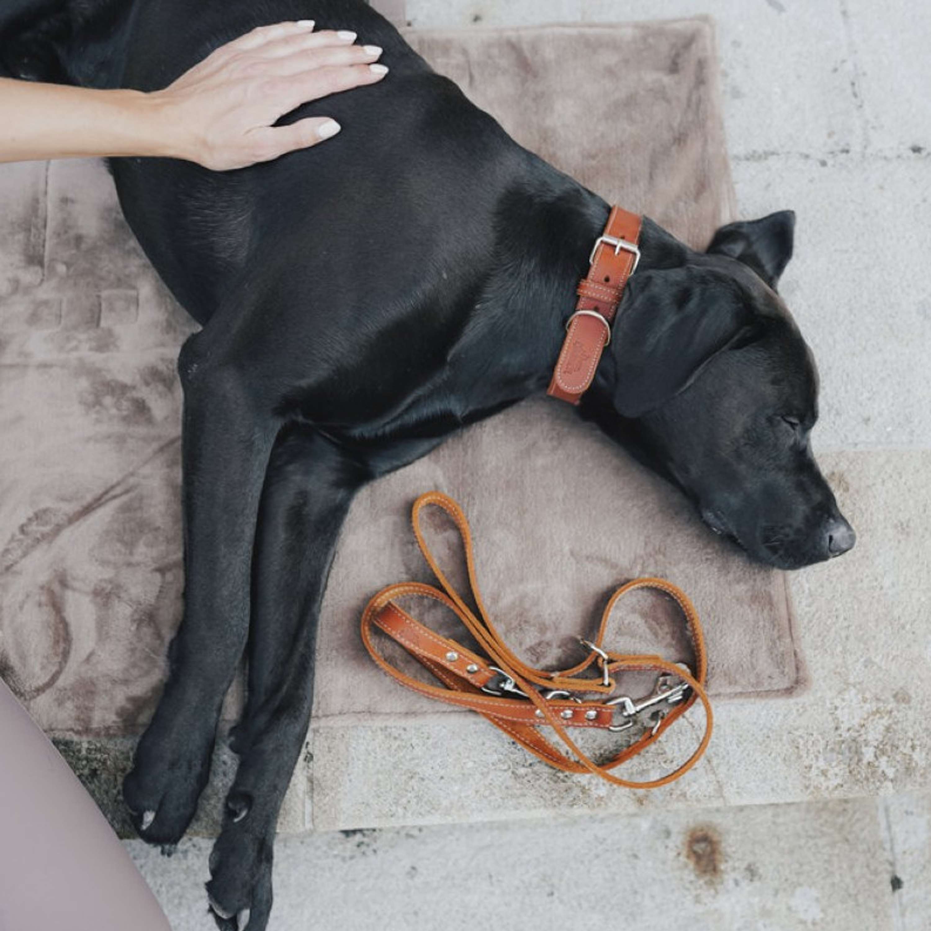Hunter x Eskadron Dog Leash Craft Adjust Cognac