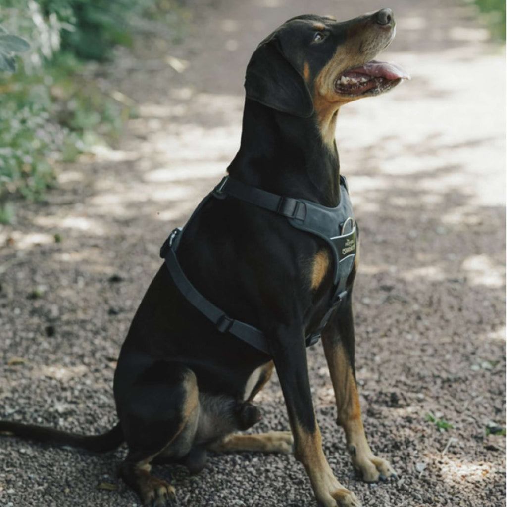 Hunter x Eskadron Dog Harness Motion Reflect Anthracite