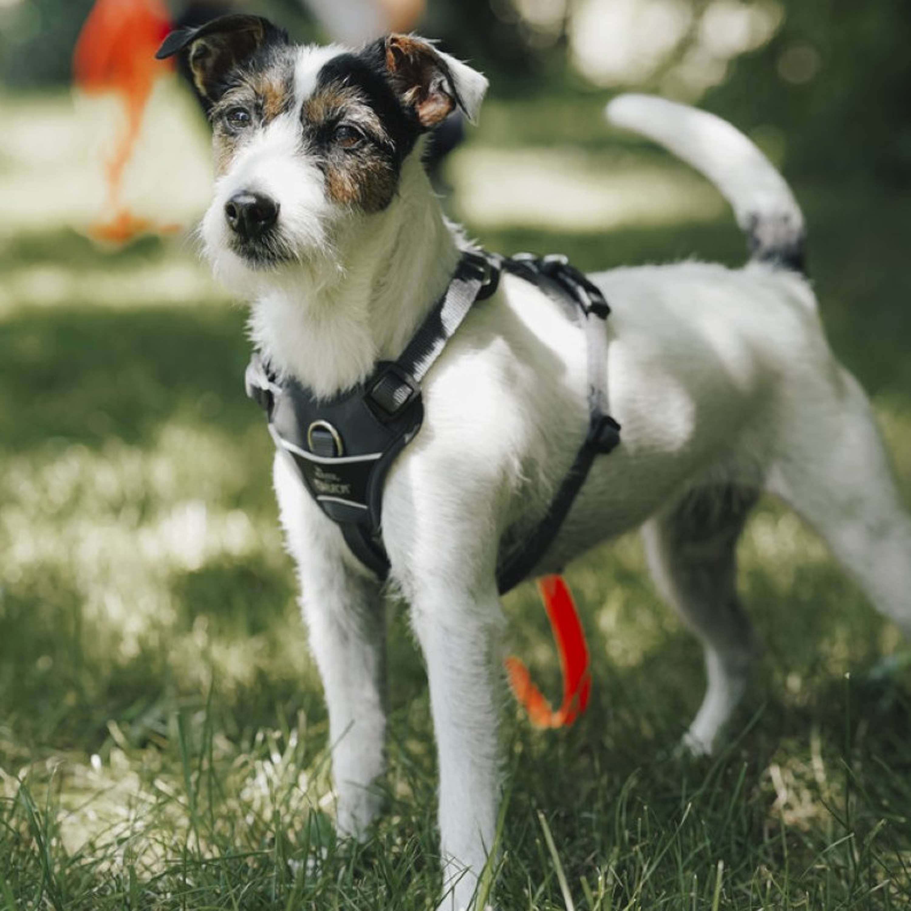 Hunter x Eskadron Dog Harness Motion Reflect Anthracite