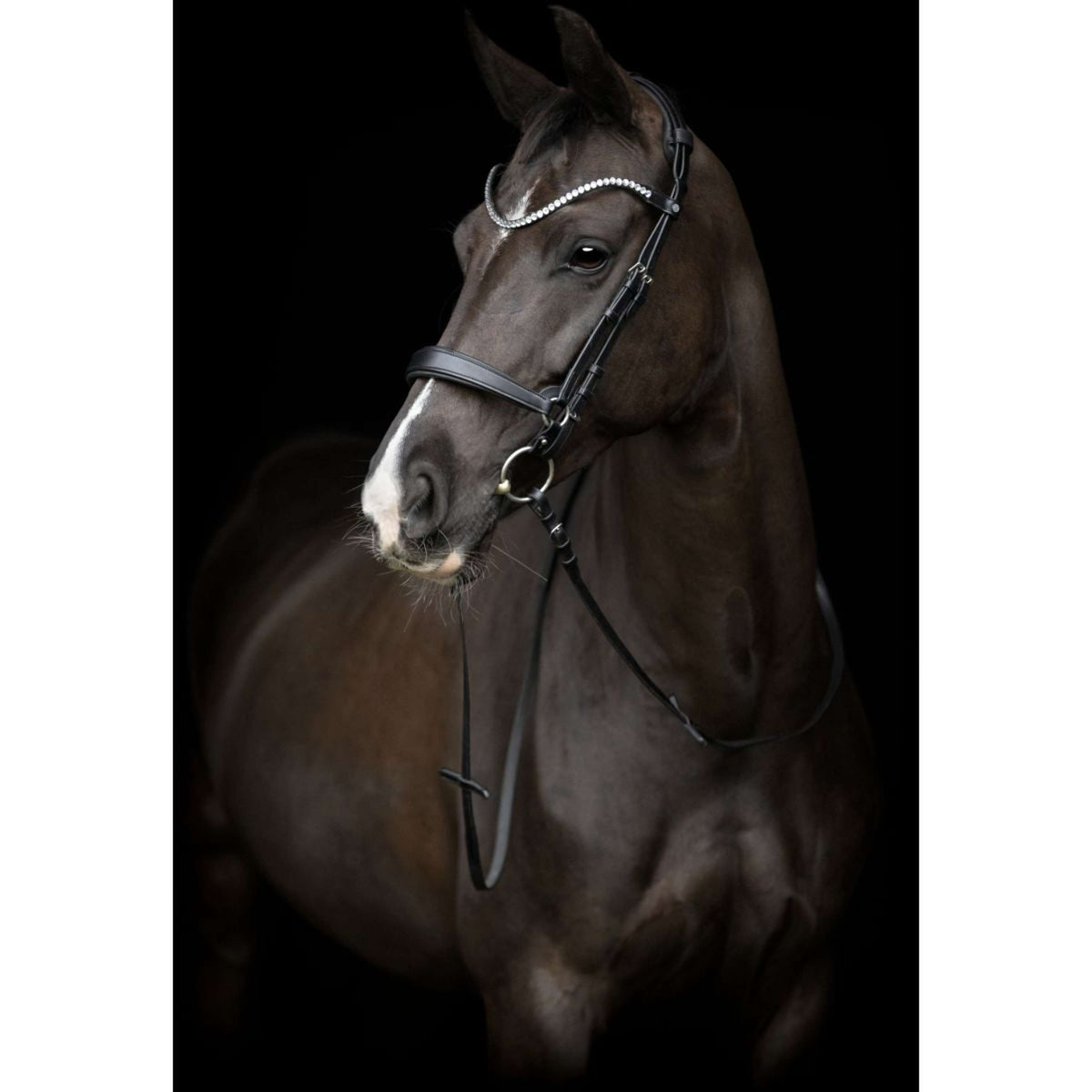 Catago Nose Band Gentle Black