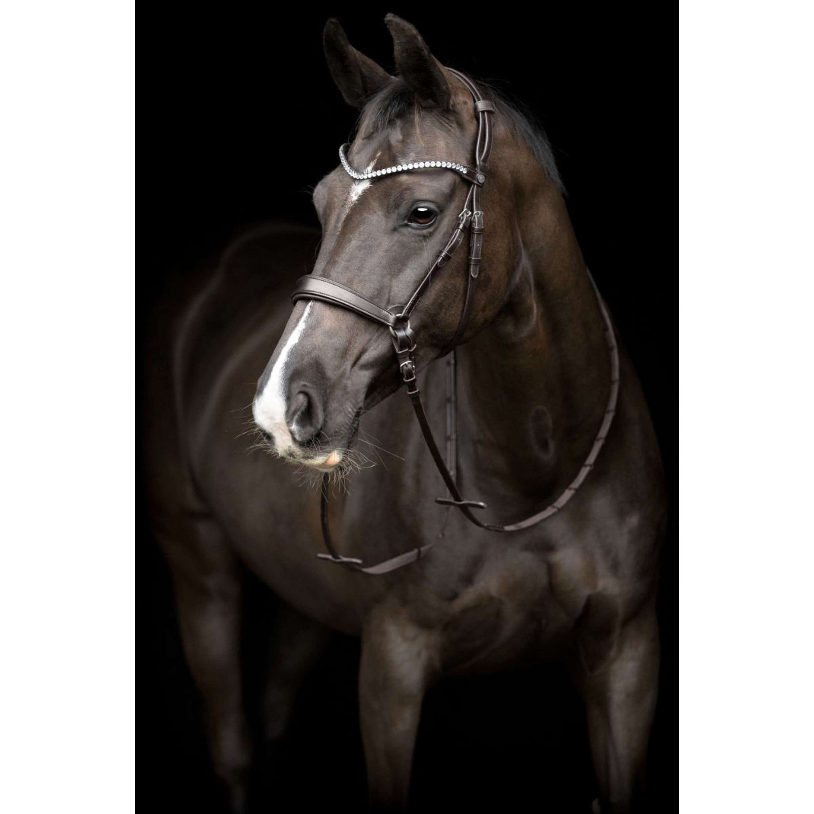 Catago Throat Lash Gentle with Buckles Brown Catago Throat Lash Gentle with Buckles Brown