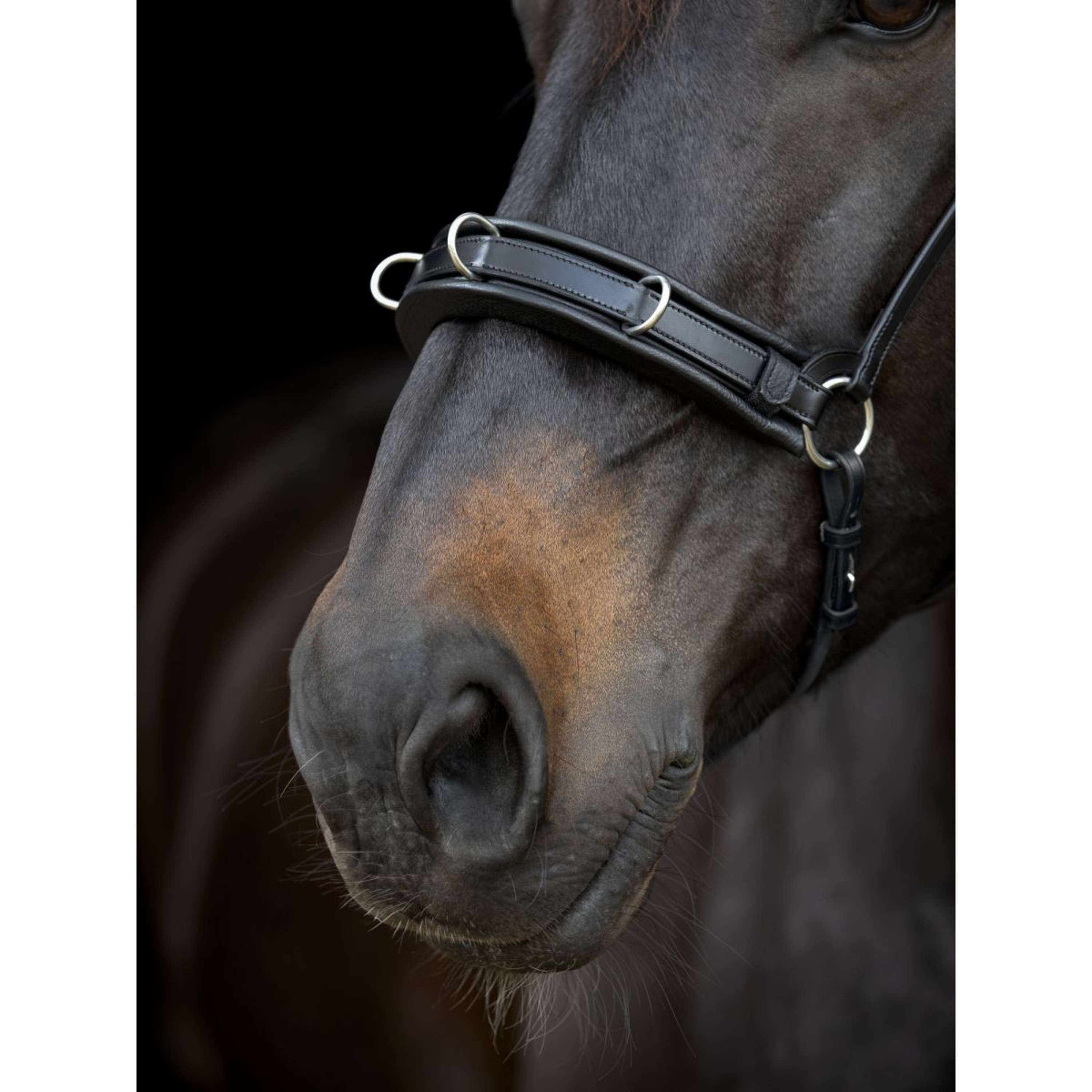Catago Chin Strap Gentle Brown