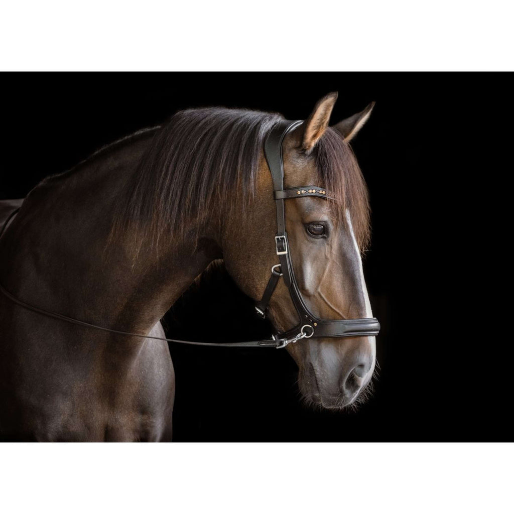 F.R.A. Bitless Bridle Moonlight Black