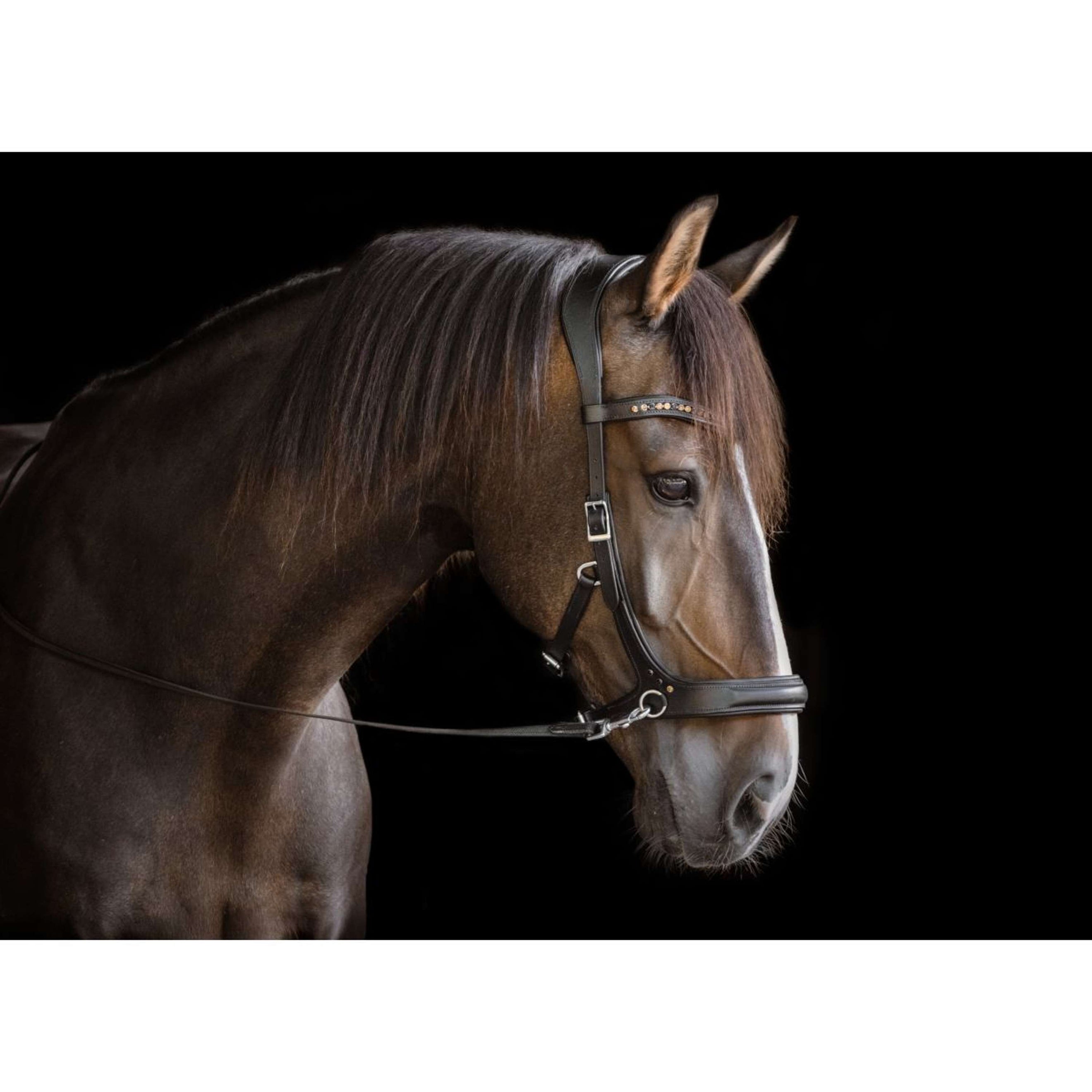 F.R.A. Bitless Bridle Moonlight Black F.R.A. Bitless Bridle Moonlight Black