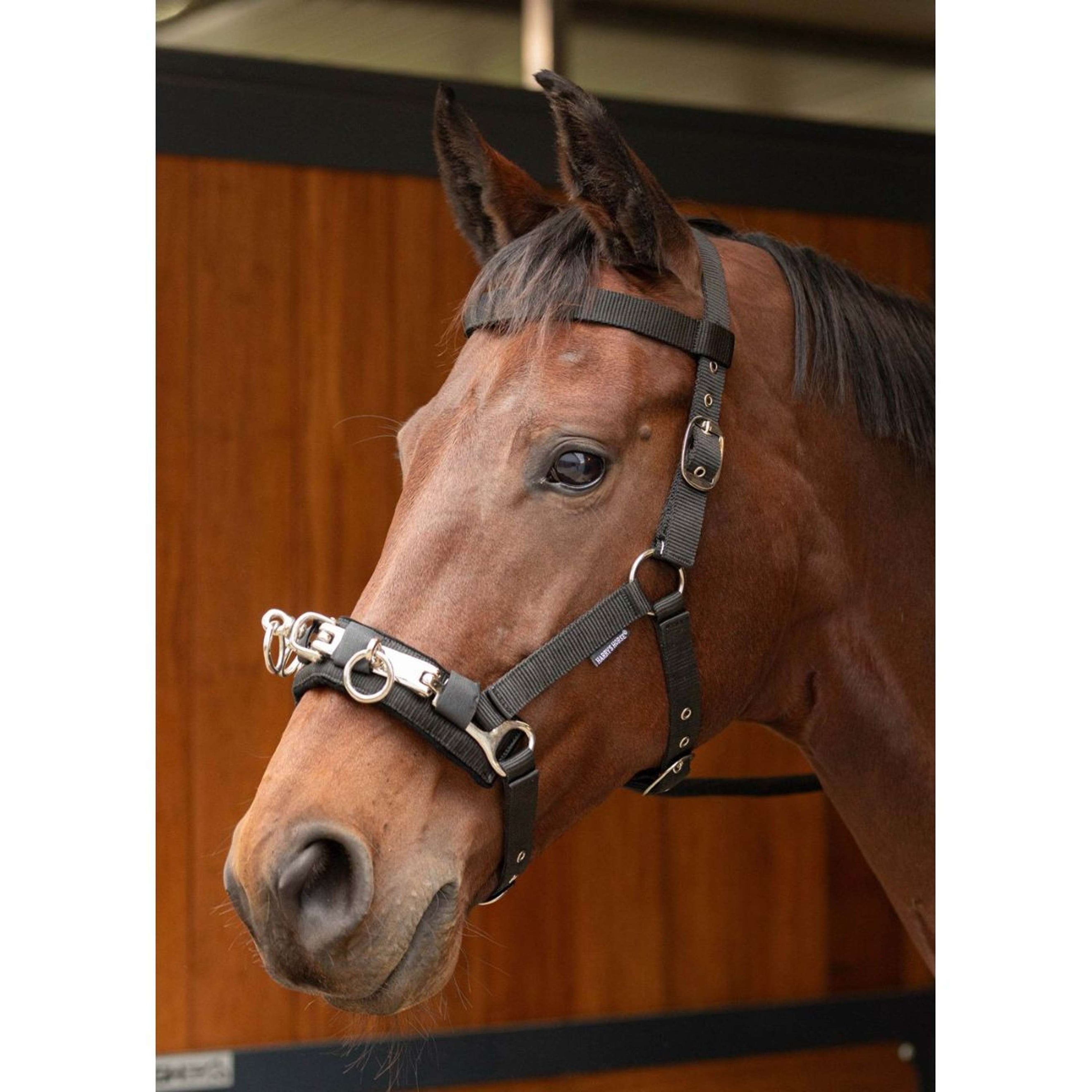 Harry's Horse Lungecavesson Black