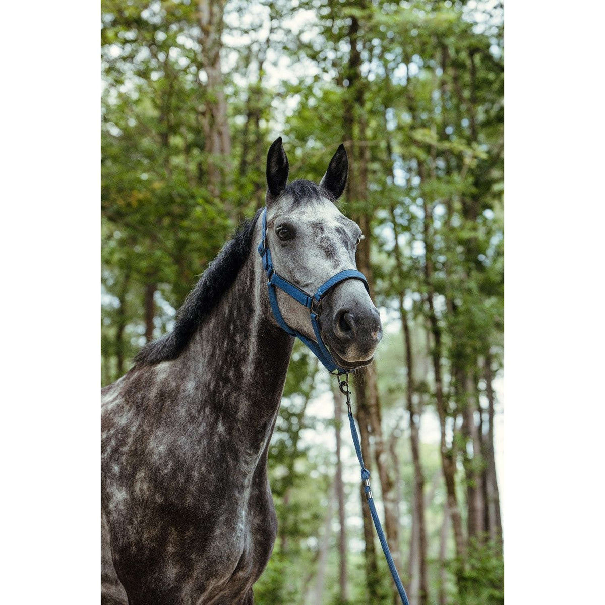 Harcour Head Collar Set Hansy Steel Blue