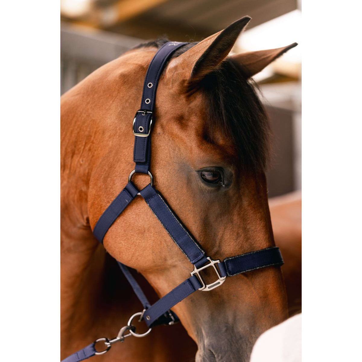 Harcour Head Collar Set Hansy Navy