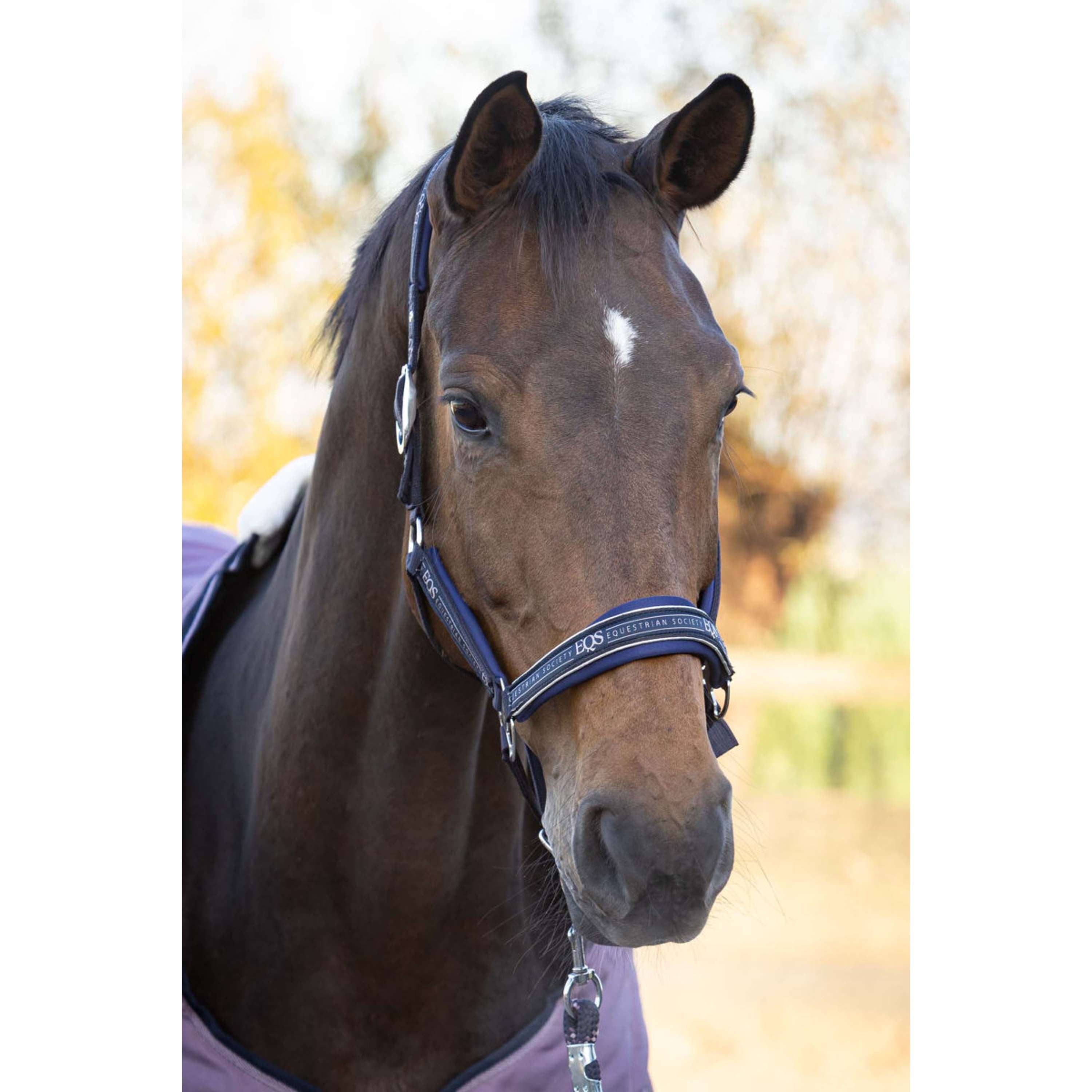 Harry's Horse Halter Set EQS Dark Navy