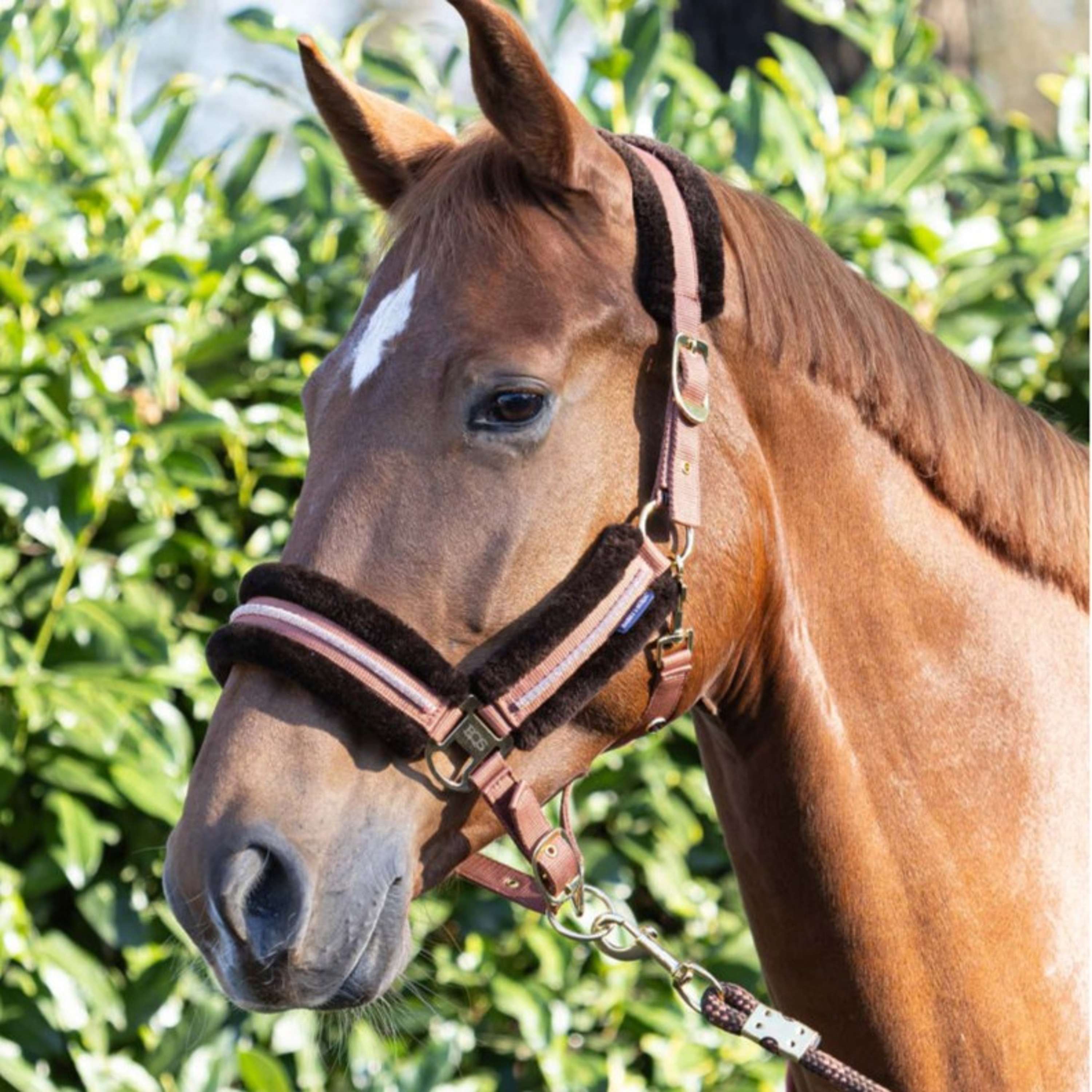 Harry's Horse Halter Set Soft Mocha-Bisque