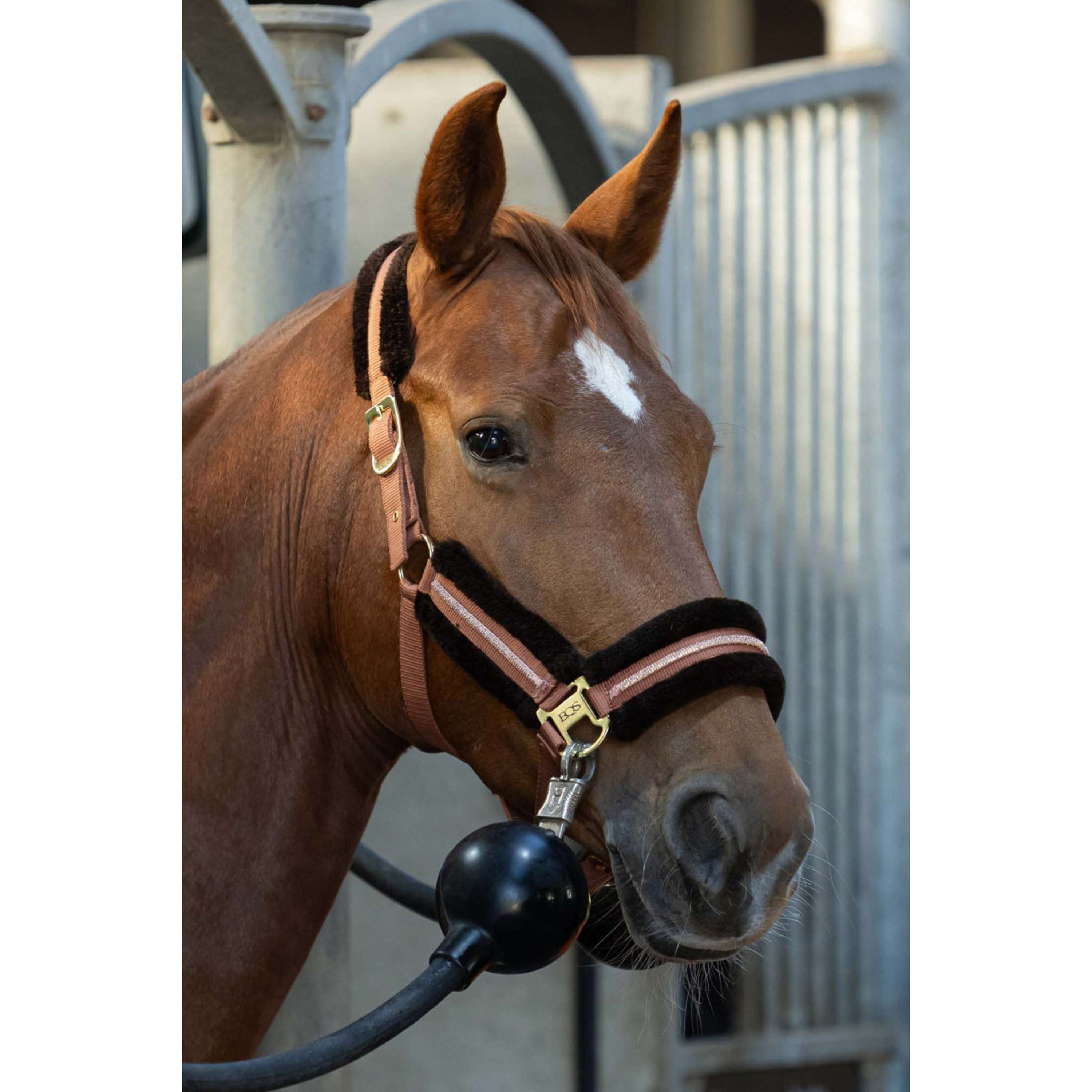 Harry's Horse Halter Set Soft Mocha-Bisque