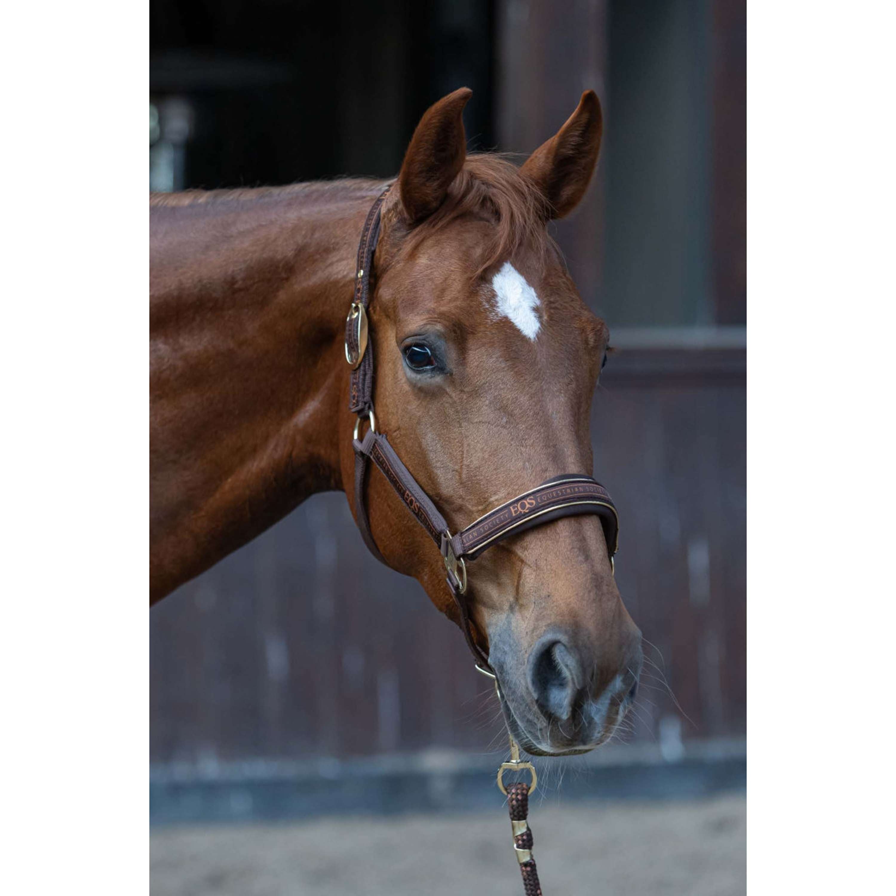 Harry's Horse Halter Set EQS Bracken