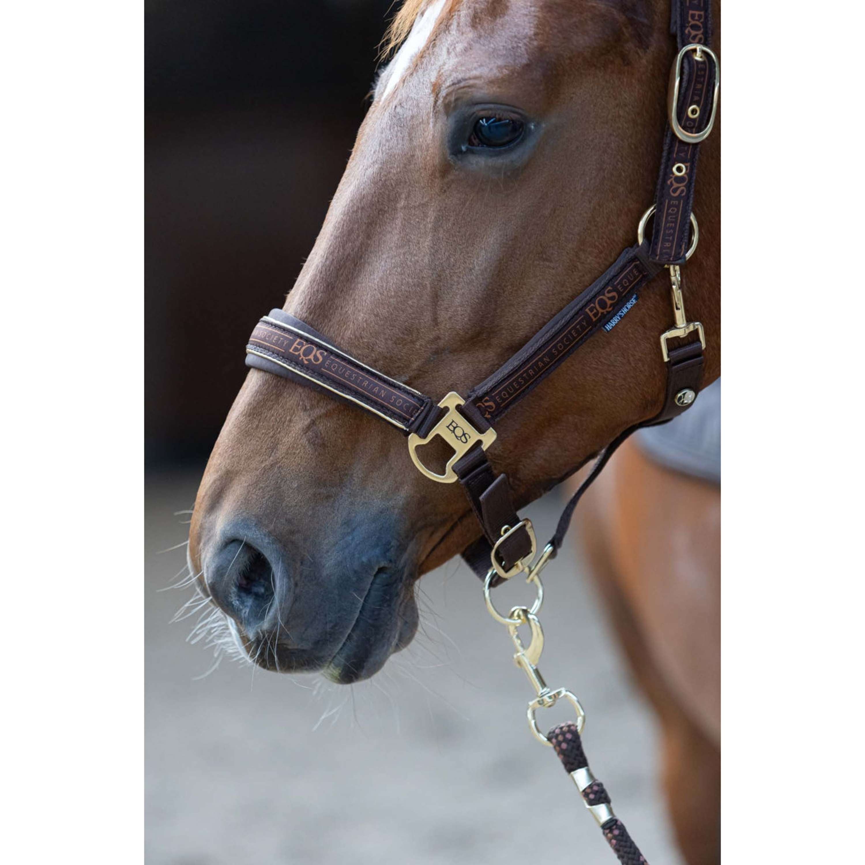 Harry's Horse Halter Set EQS Bracken