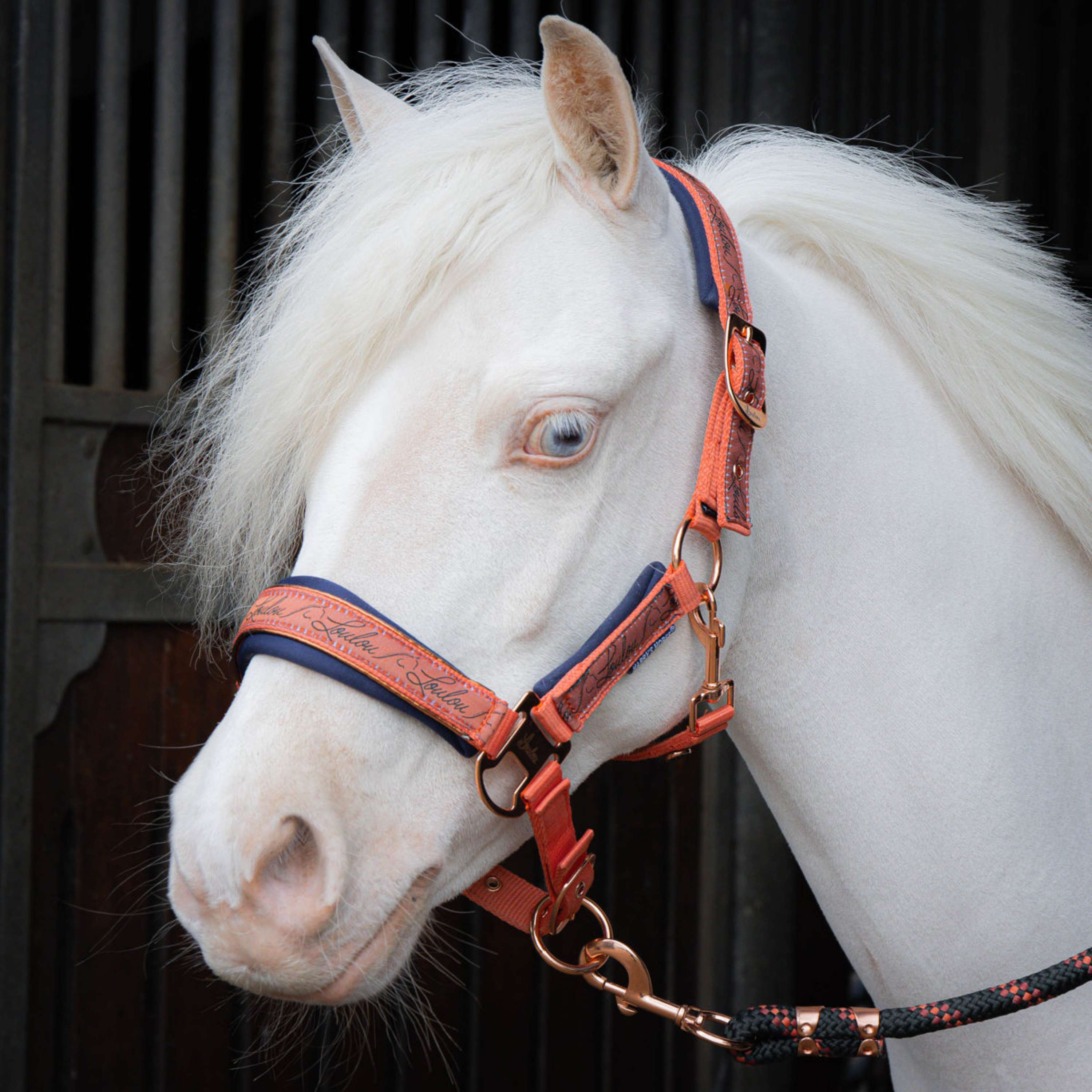 Harry's Horse Halter Set LouLou Crabapple