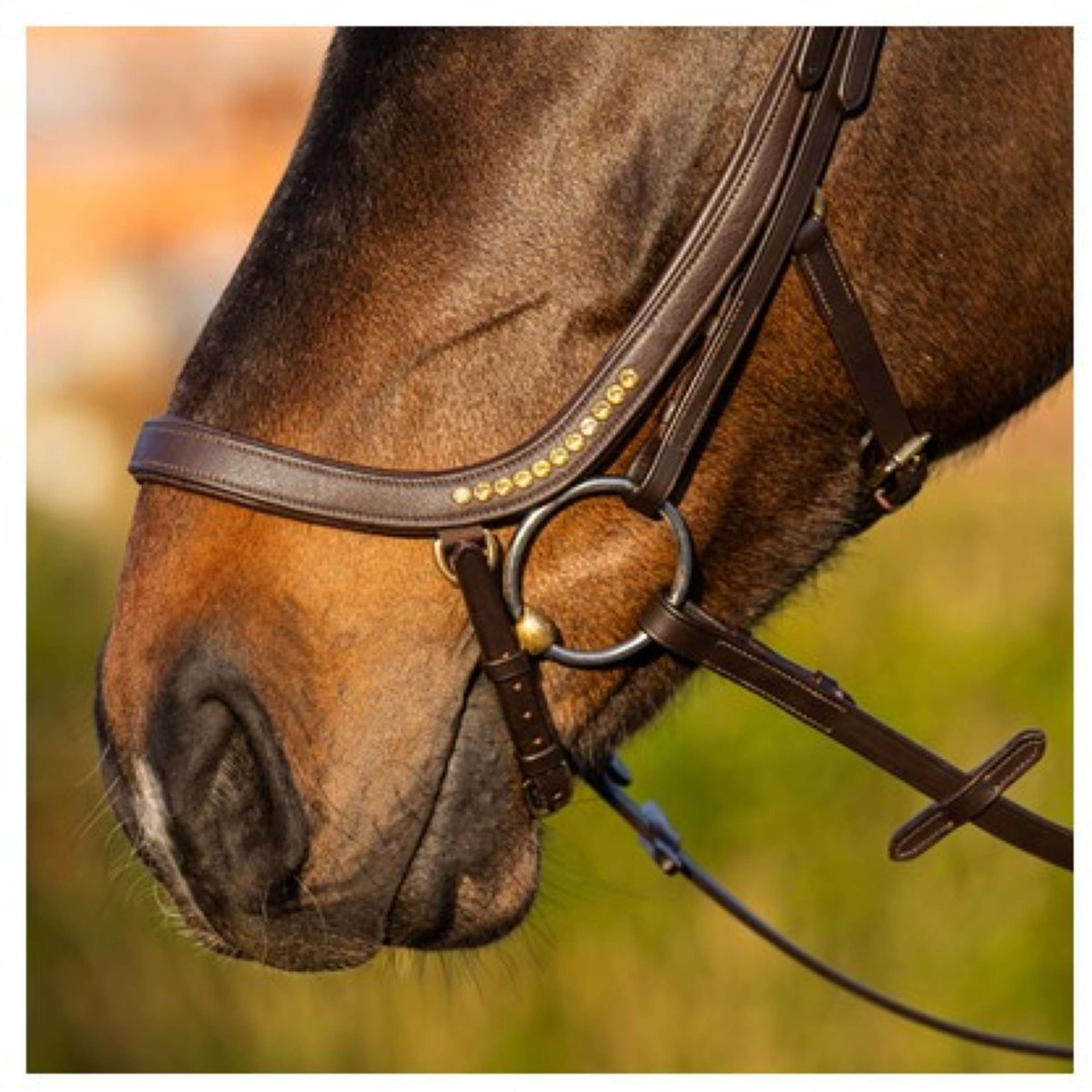 Harry's Horse Bridle Anatomic Gold Brown