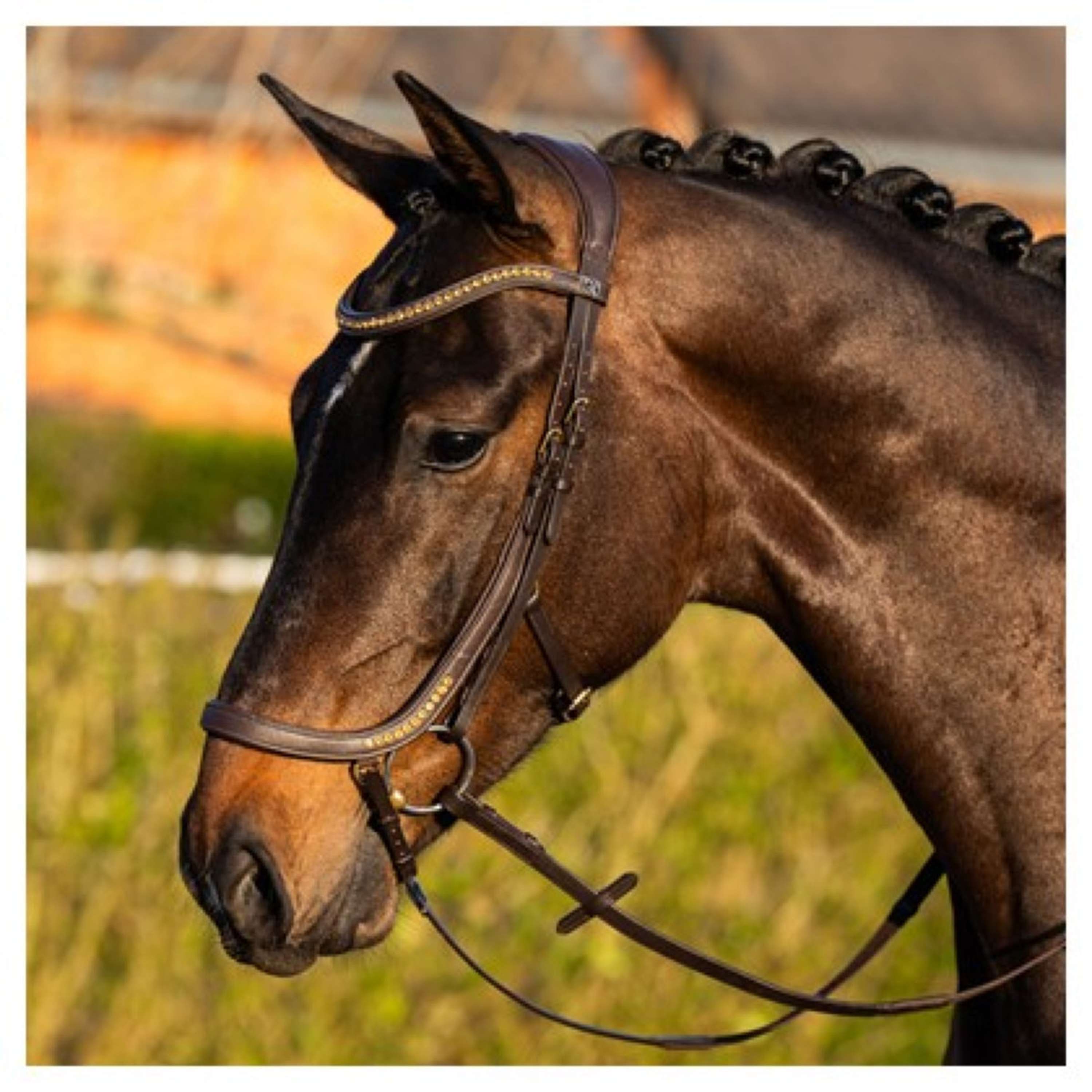 Harry's Horse Bridle Anatomic Gold Brown