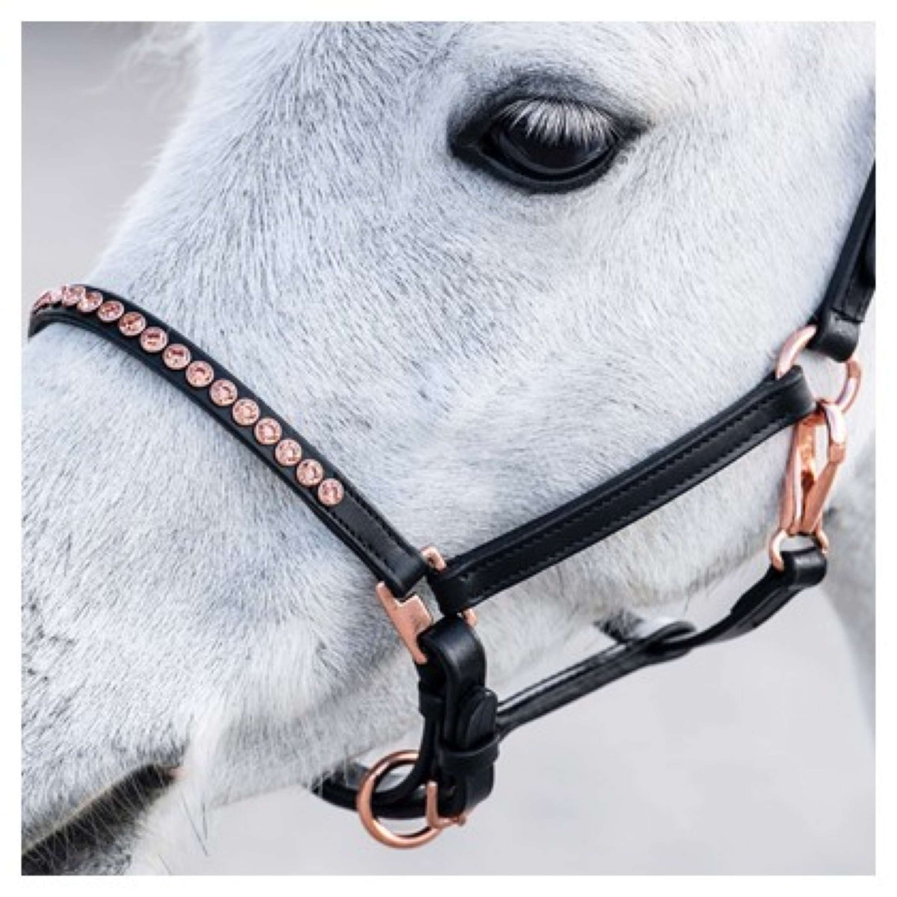 Harry's Horse Halter Crystal Black/Rose gold