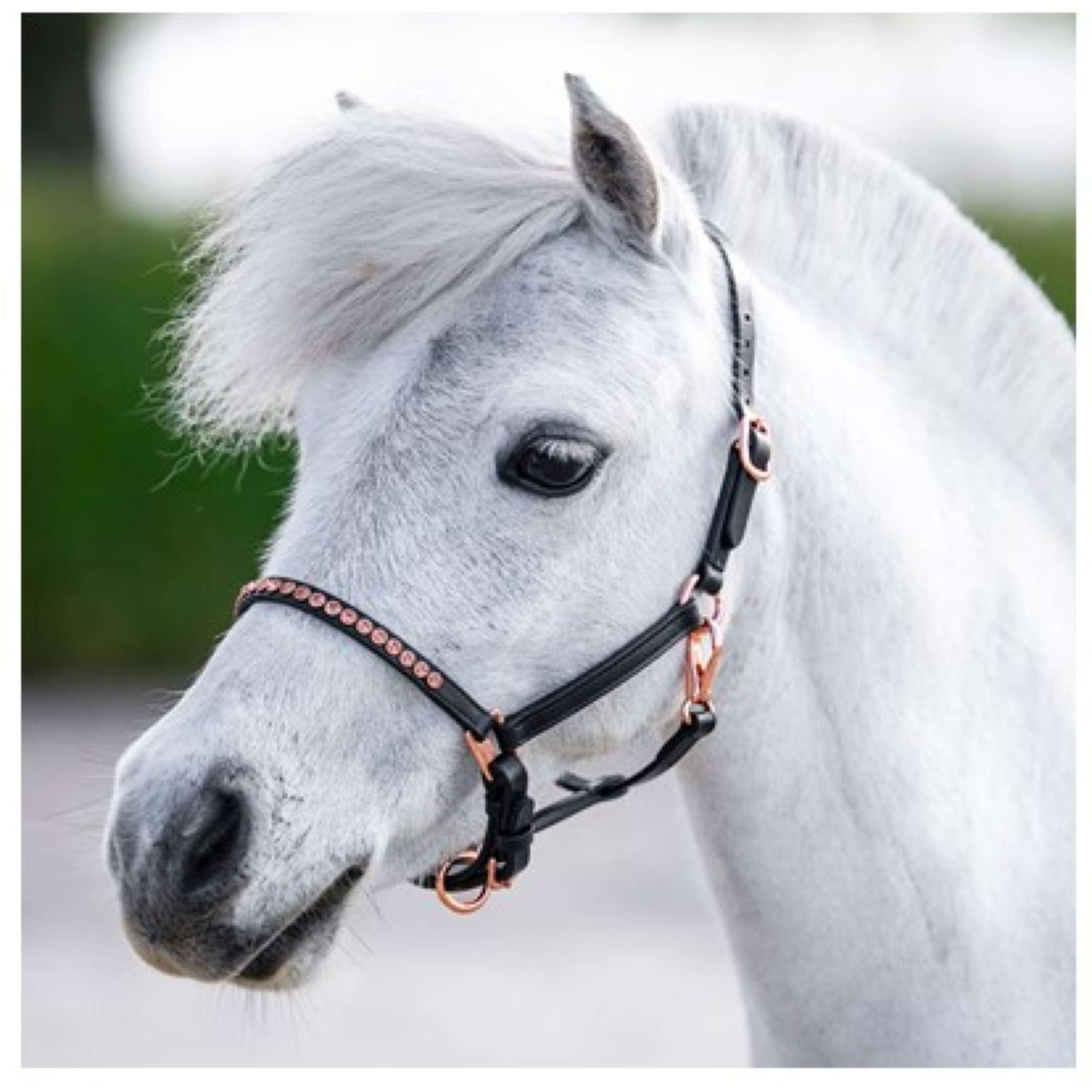 Harry's Horse Halter Crystal Black/Rose gold