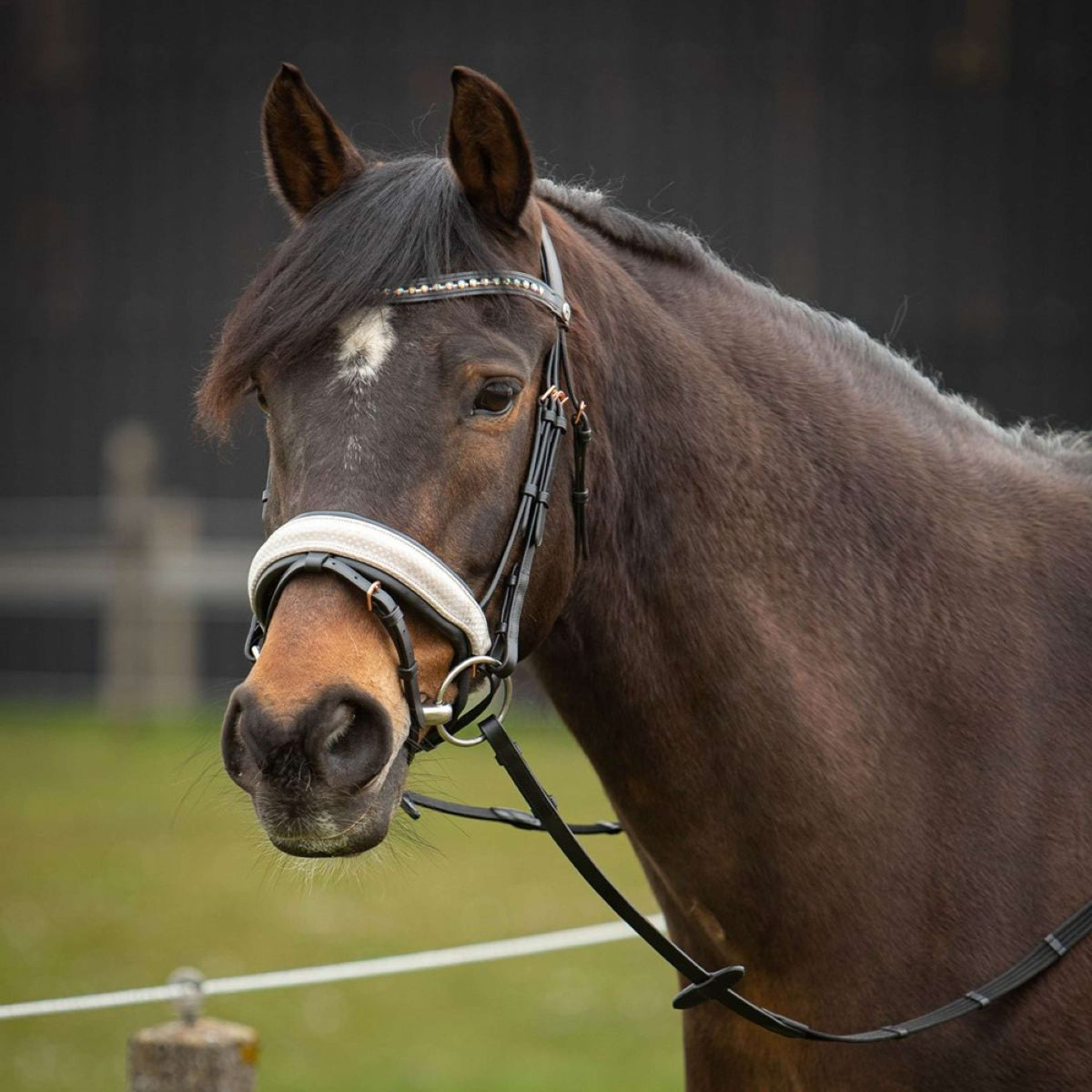 Harry's Horse Bridle Broadway Leather Black/Rosegold