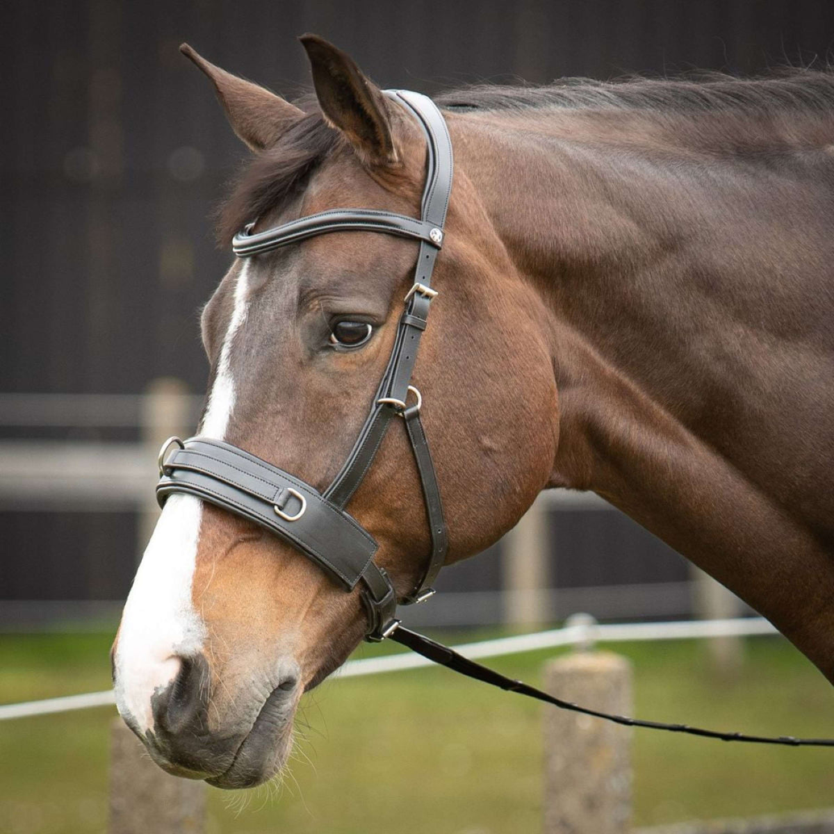 Harry's Horse Lunge Bridle Comfort Leather Black