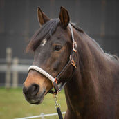 Harry's Horse Halter Broadway Leather Brown