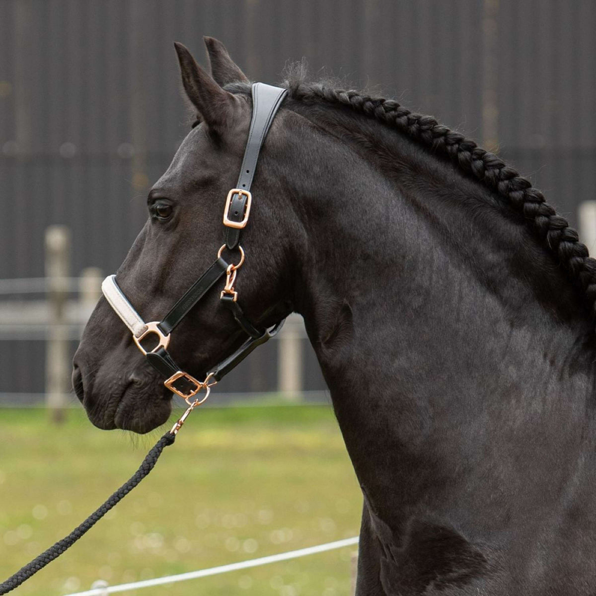 Harry's Horse Halter Broadway Leather Black