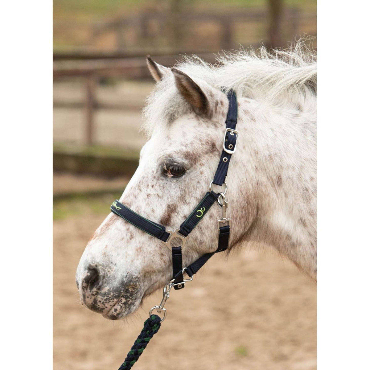 Harry's Horse Head Collar Set STOUT! Lime Navy