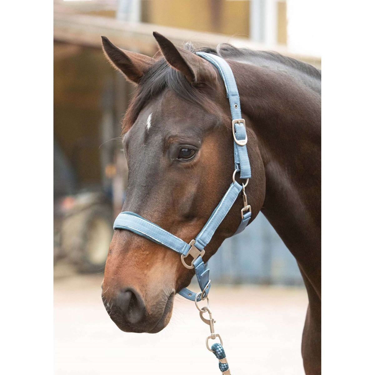 Harry's Horse Head Collar Set Just Ride Retro Steel Blue