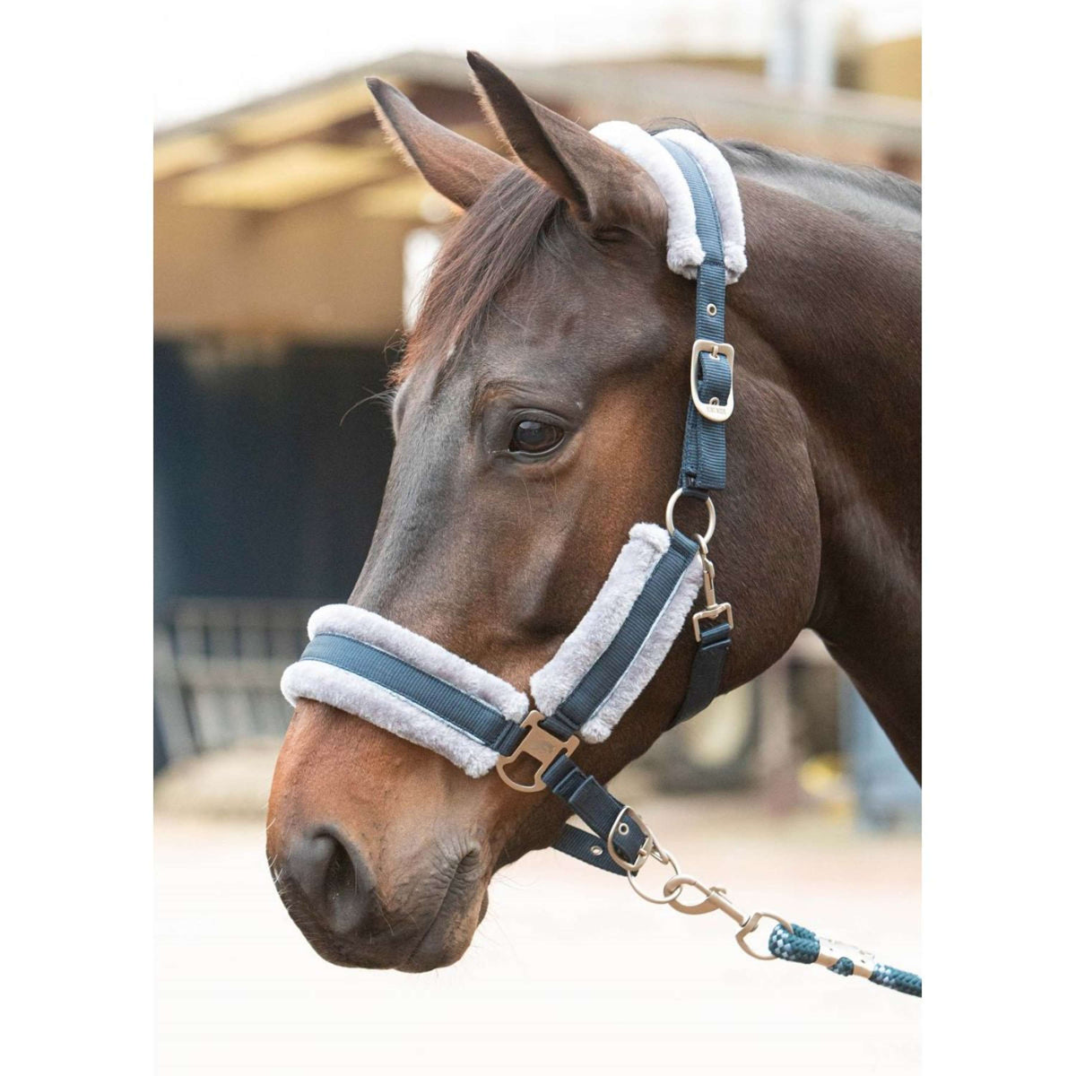 Harry's Horse Head Collar Set Just Ride Retro Soft Navy