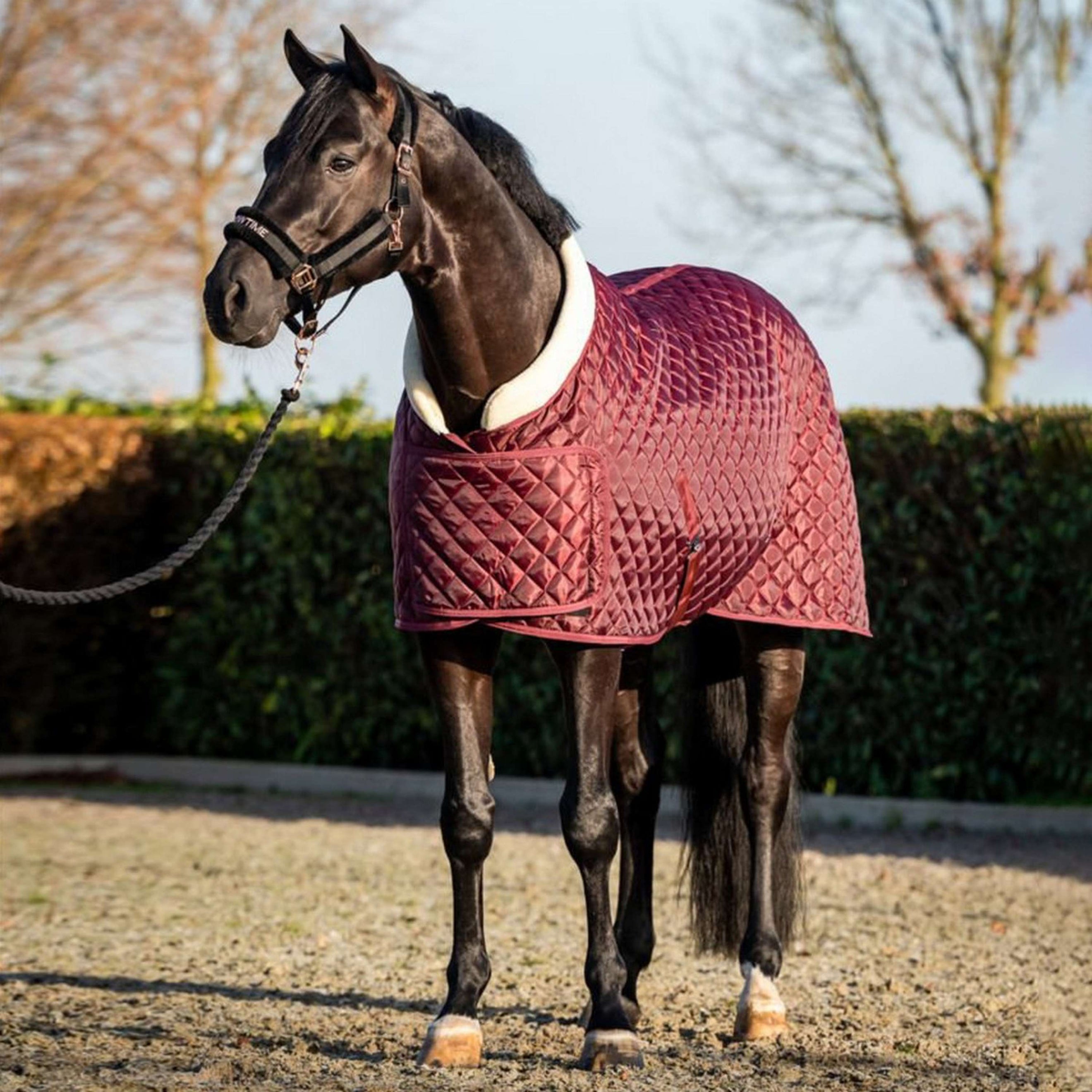 HB Show Rug Showtime Burgundy HB Show Rug Showtime Burgundy