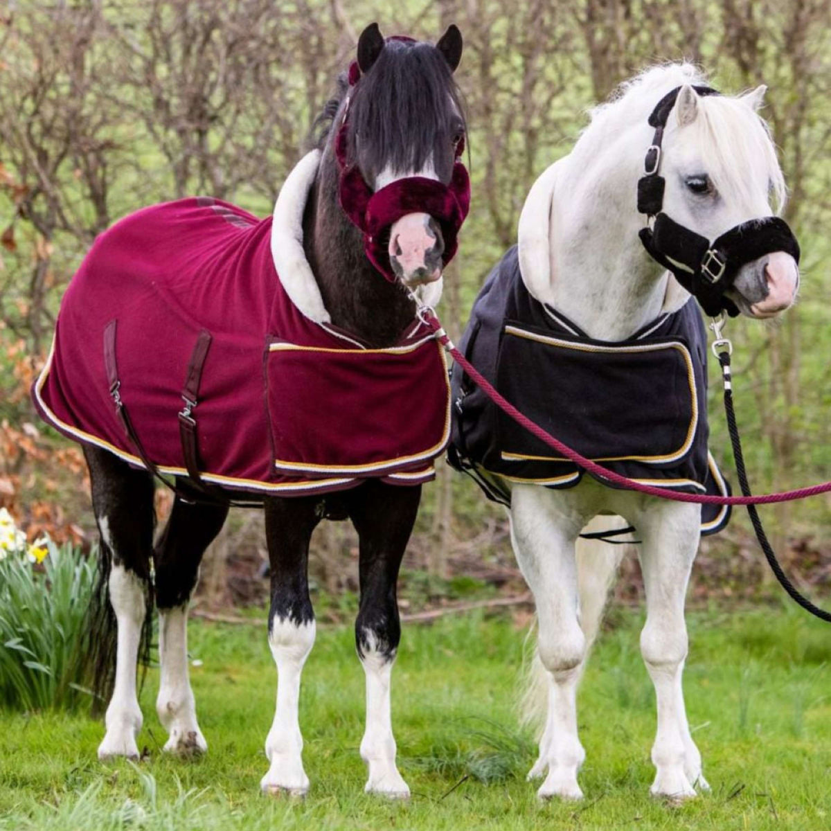 HB Harry & Hector Show Rug Dutch Crown Little Sizes Burgundy