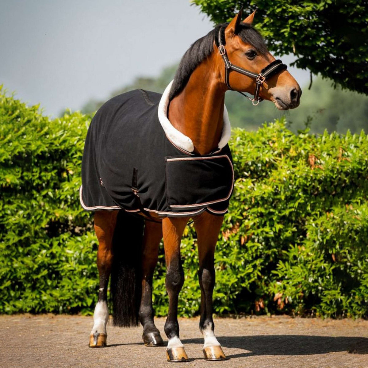 HB Show Rug Dutch Crown Europe Rose Black