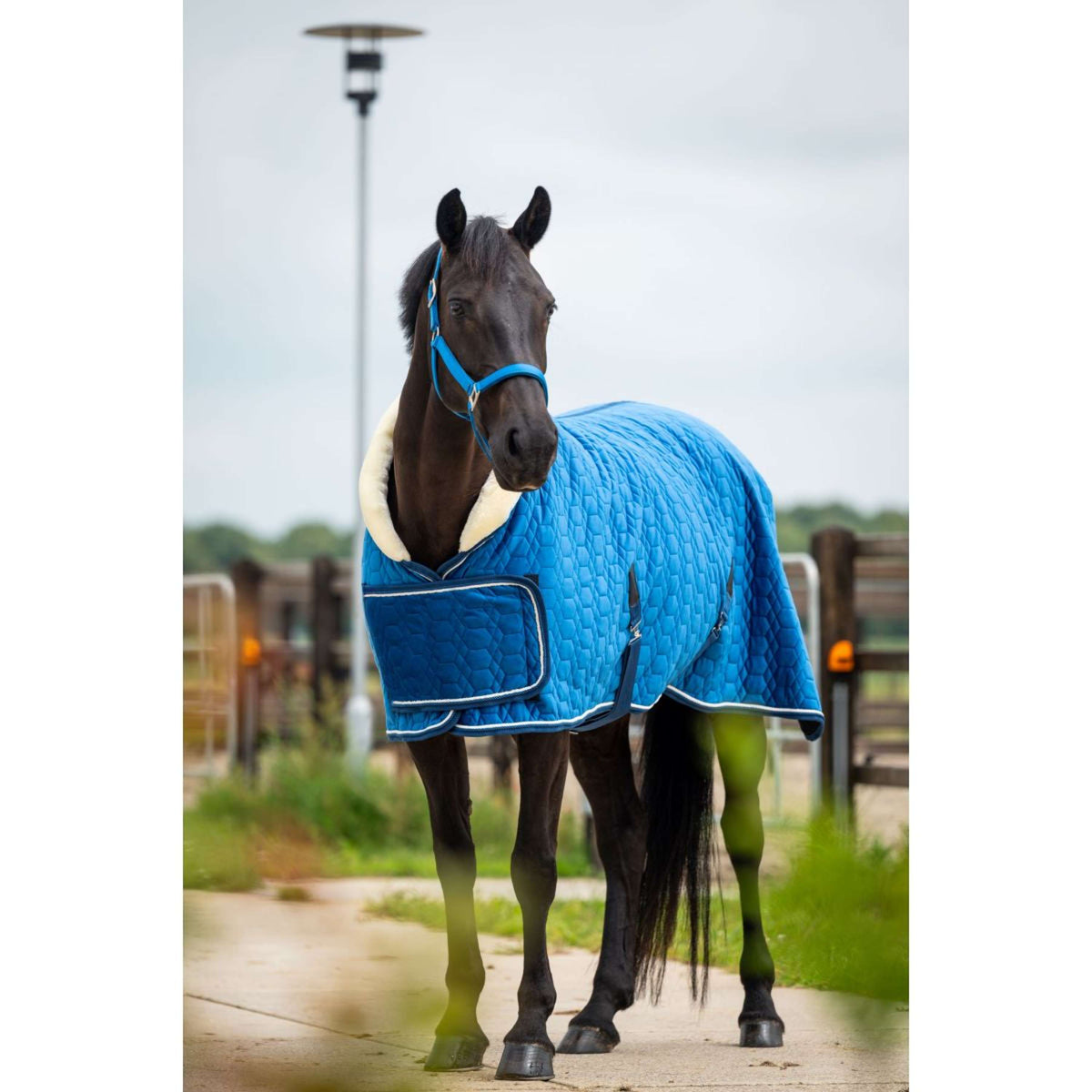 HB Showtime Show Rug Tropical Turkish Blue