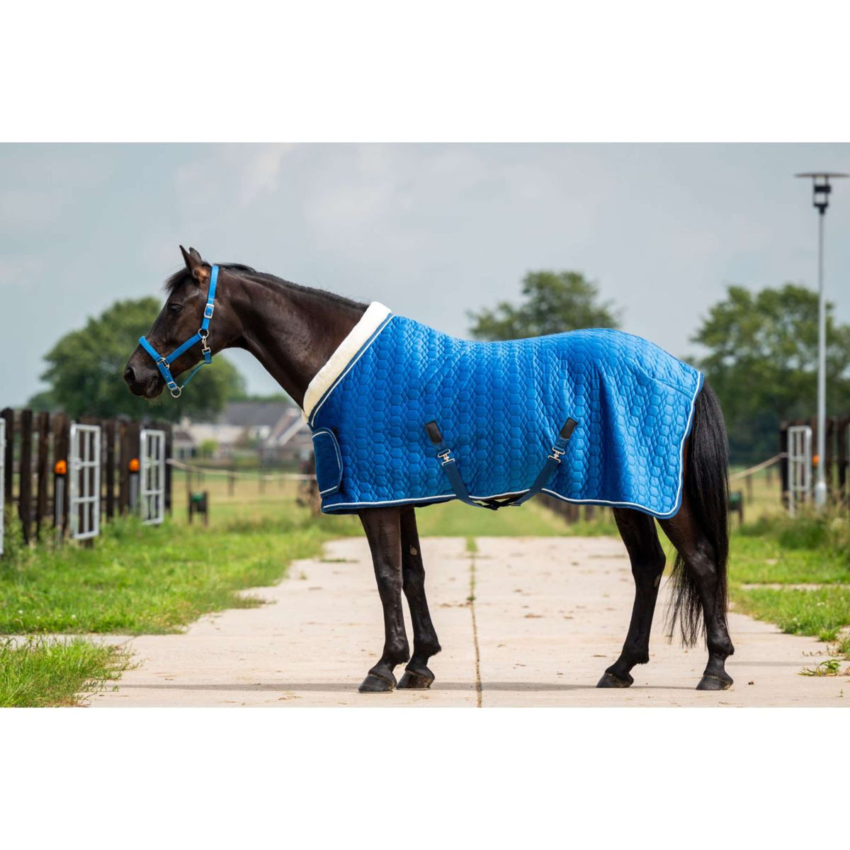 HB Showtime Show Rug Tropical Turkish Blue