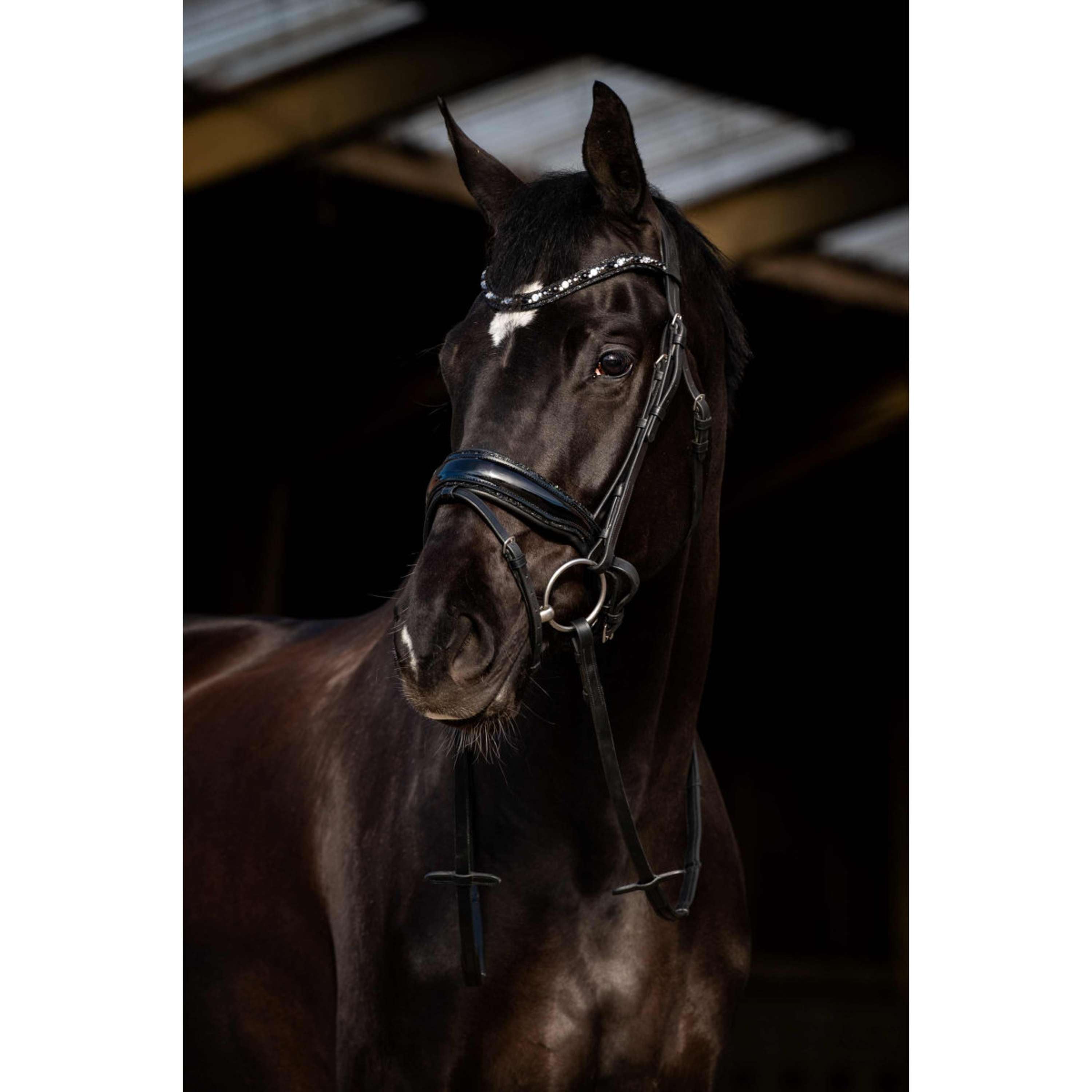 HB Bridle Dark Eagle Black
