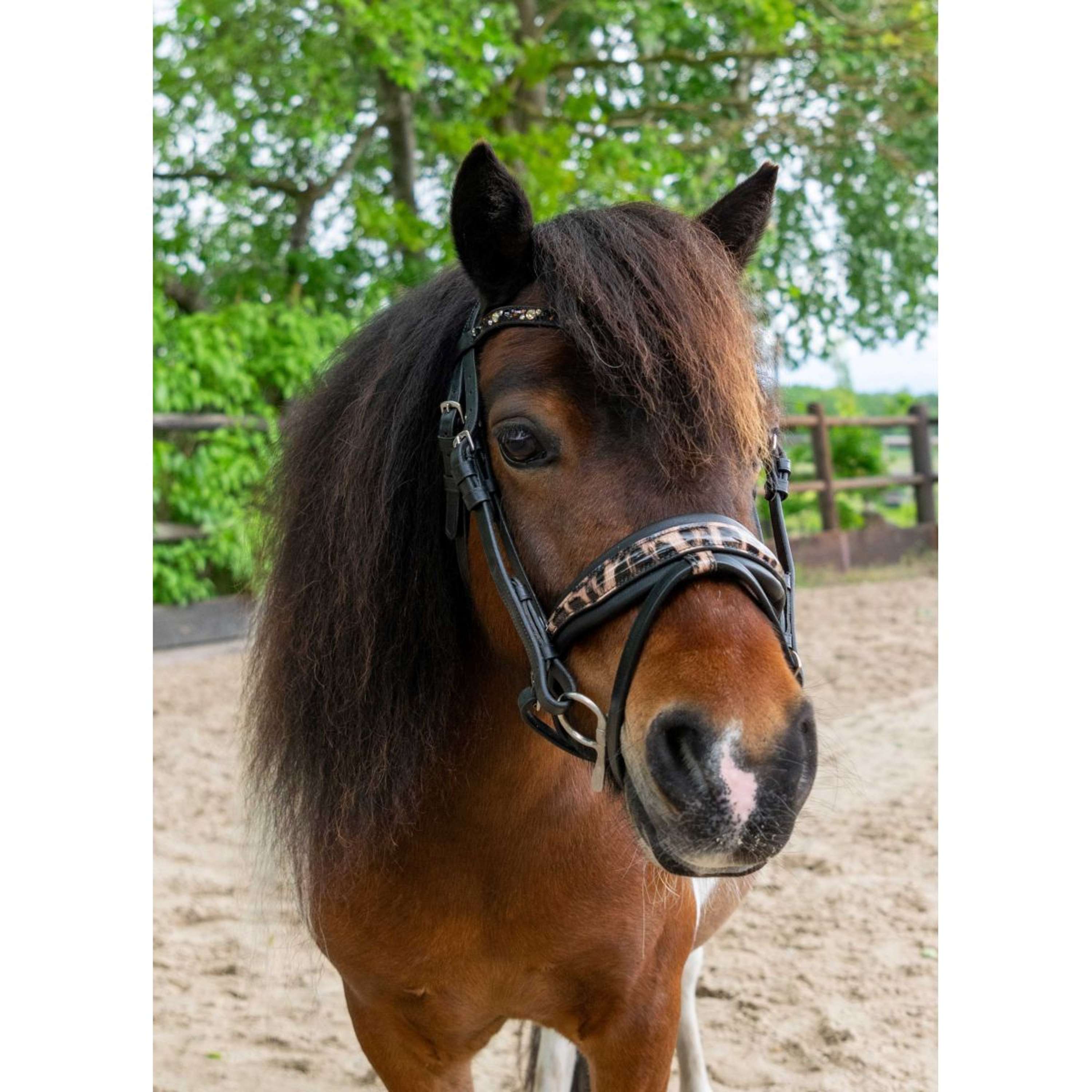 HB Ruitersport Bridle Showtime Leopard Black