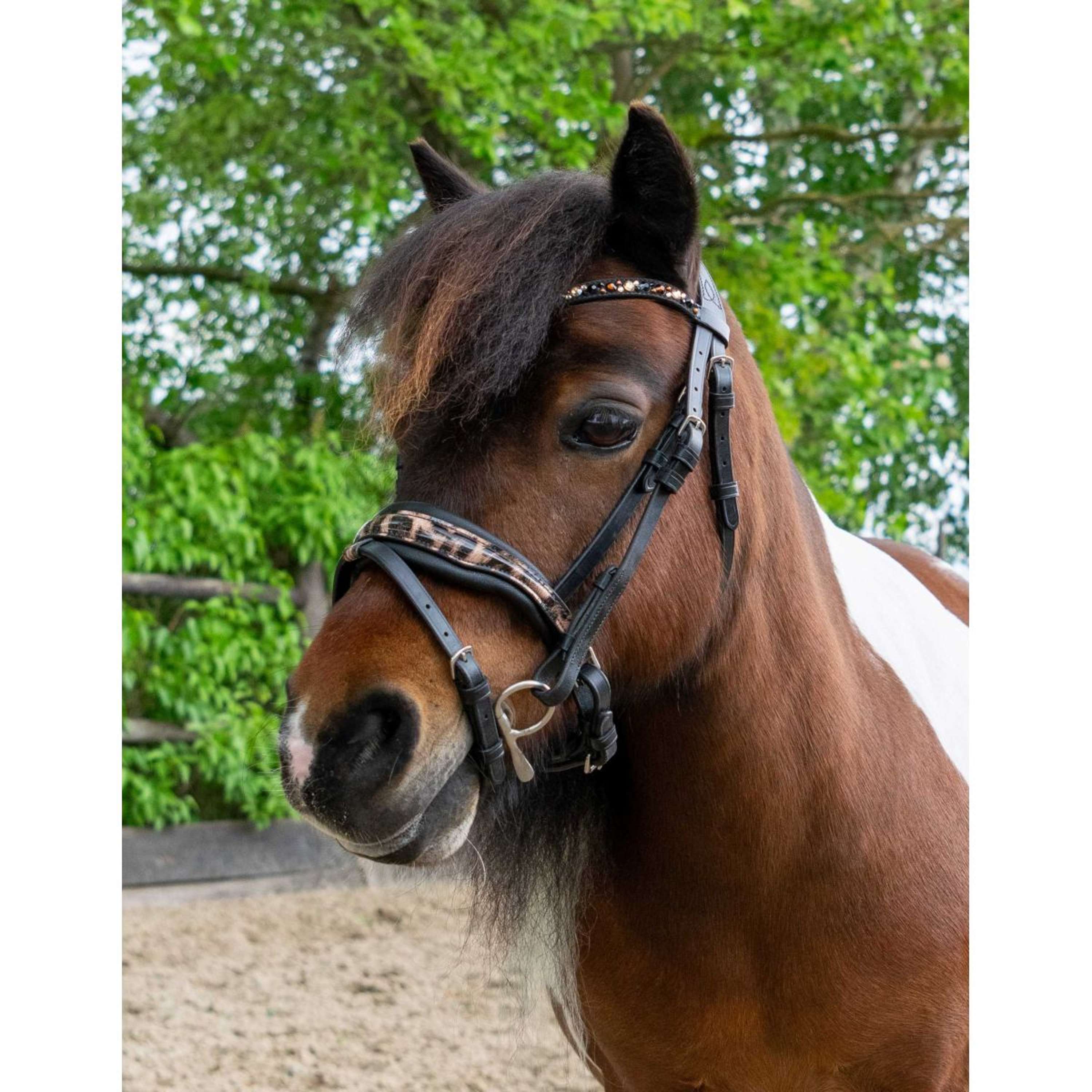 HB Ruitersport Bridle Showtime Leopard Black