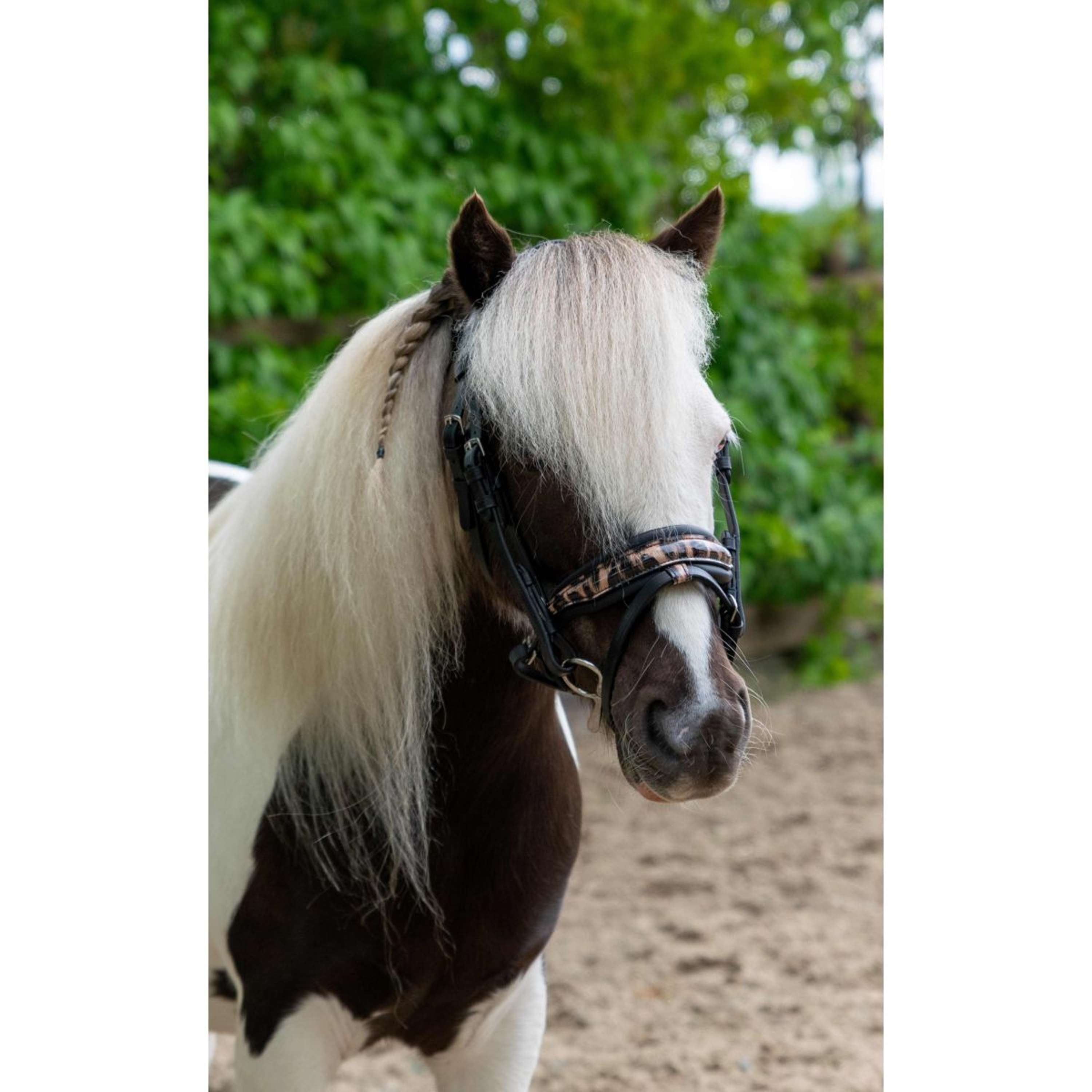 HB Ruitersport Bridle Showtime Leopard Black