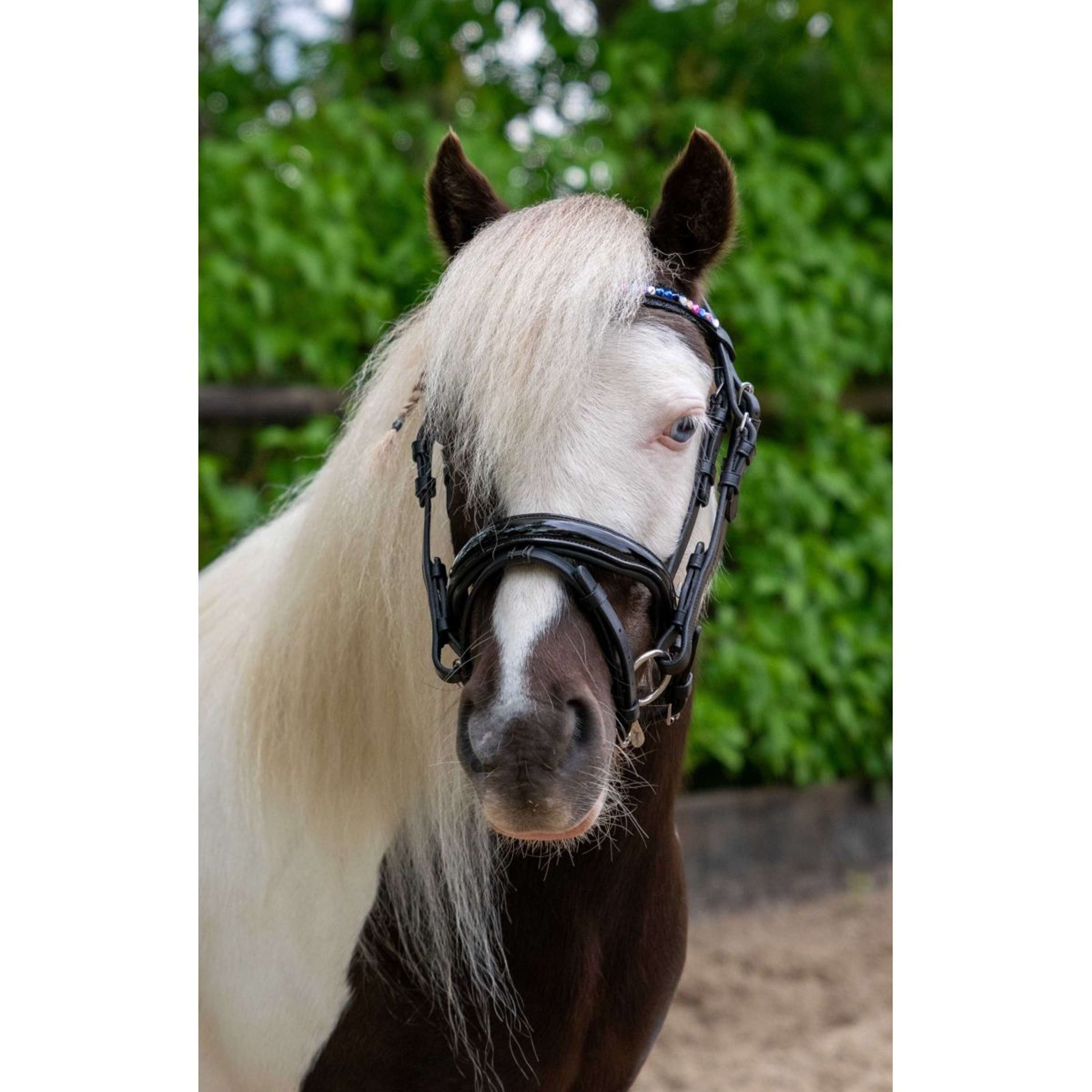 HB Ruitersport Bridle Showtime Petit Royal Black