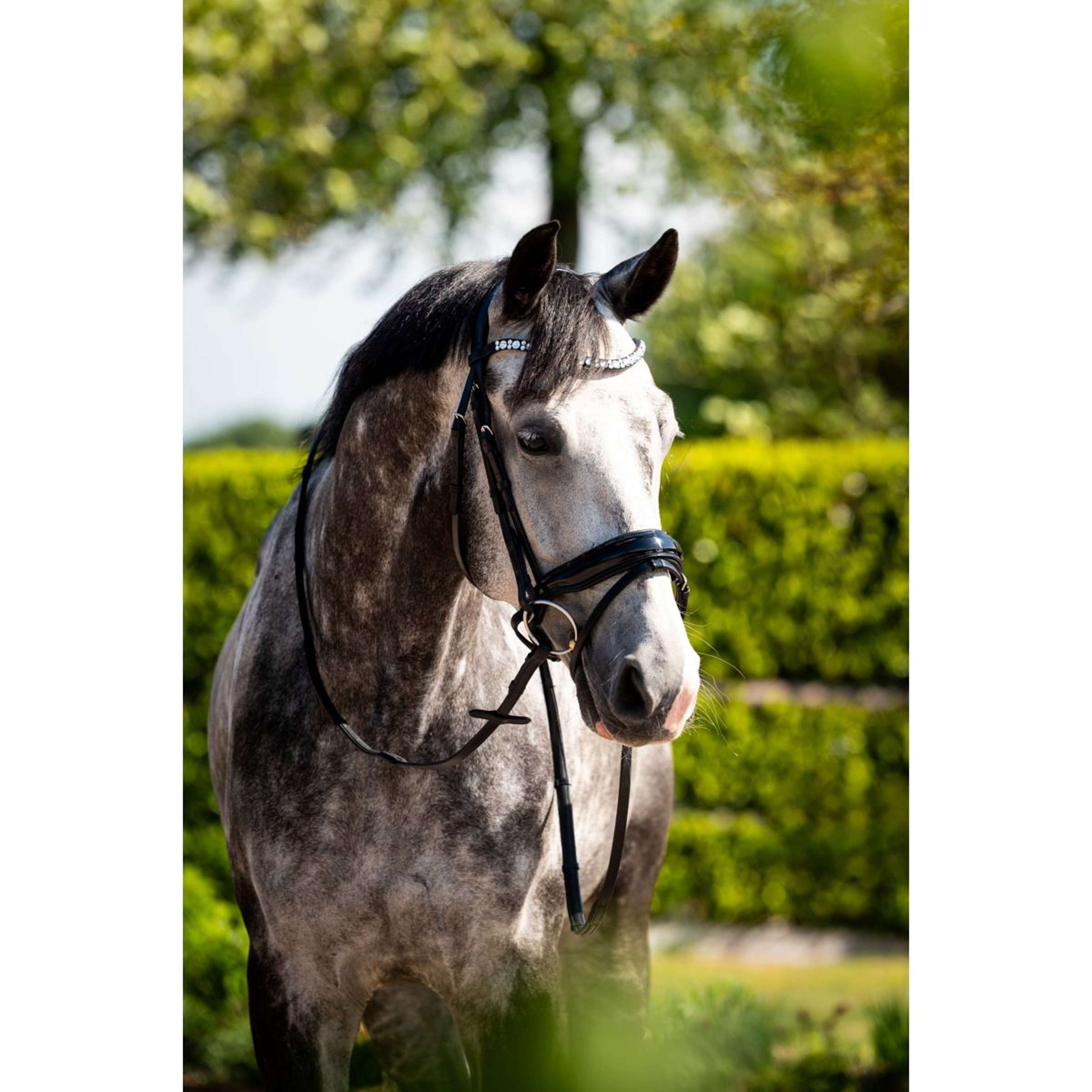 HB Ruitersport Bridle Showtime Ultimate Dream Black