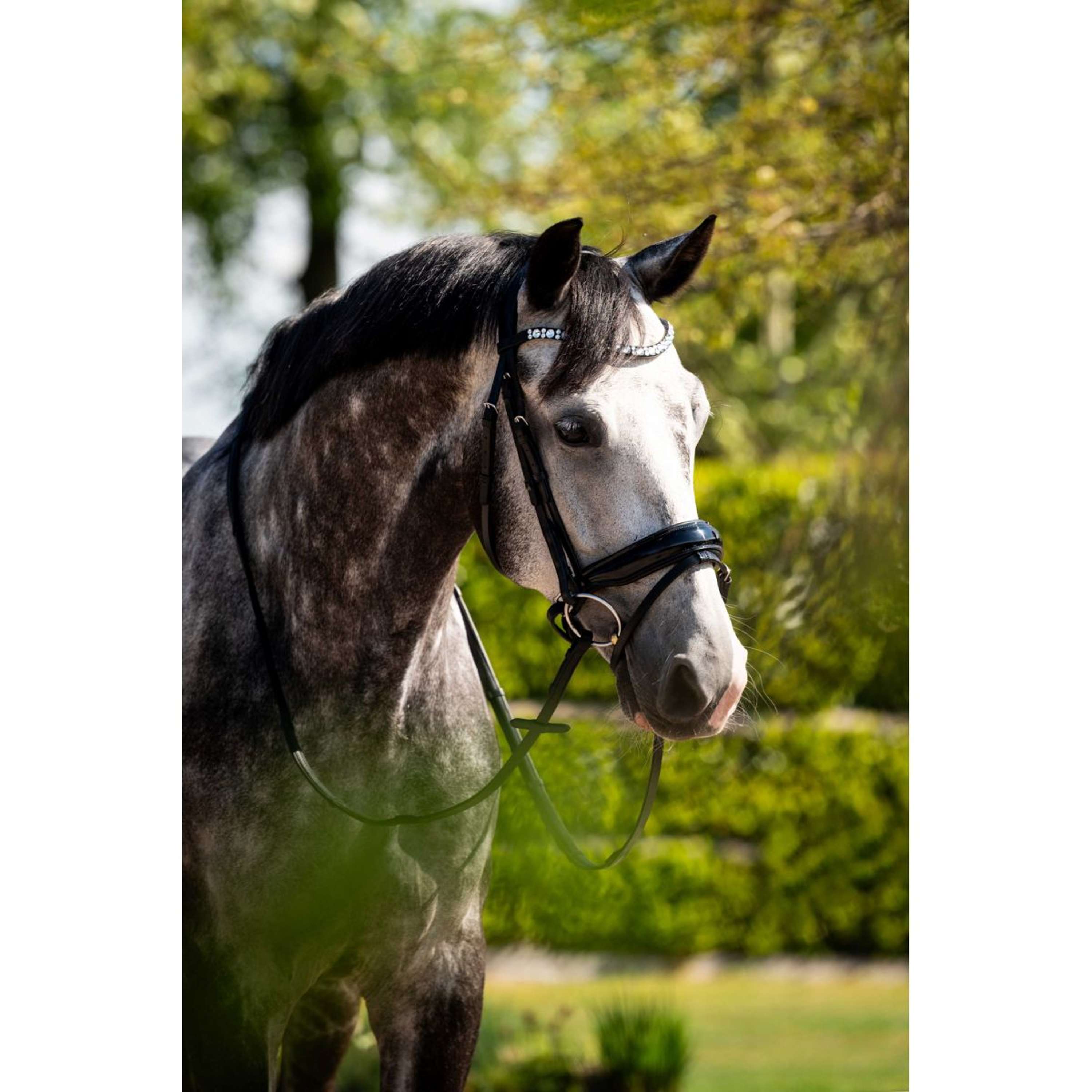 HB Ruitersport Bridle Showtime Ultimate Dream Black