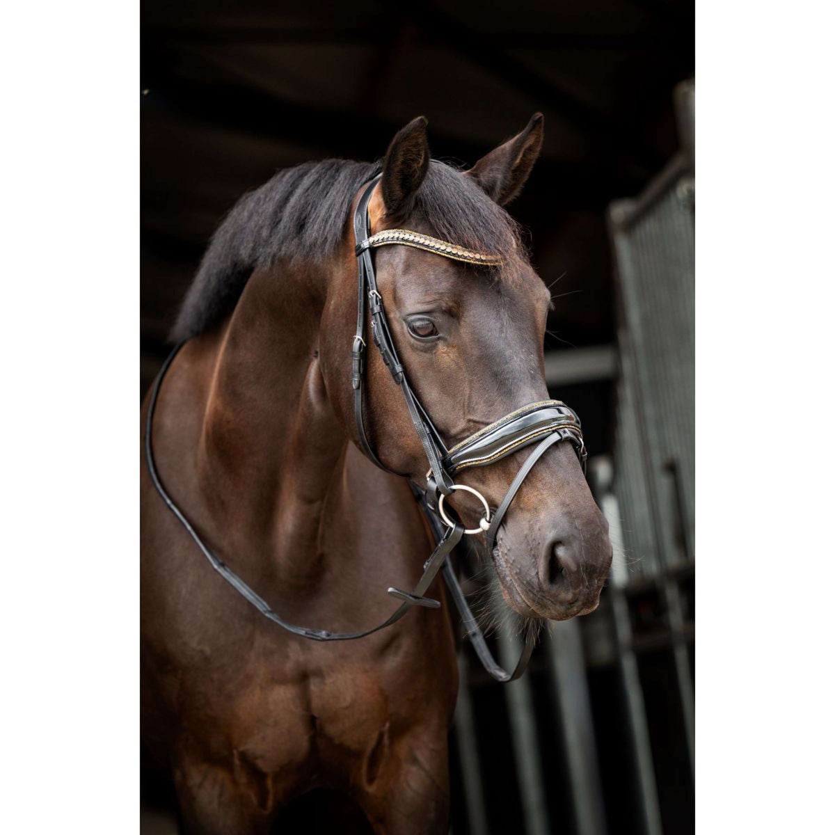 HB Showtime Bridle Golden Dreams Black/Gold Glitter