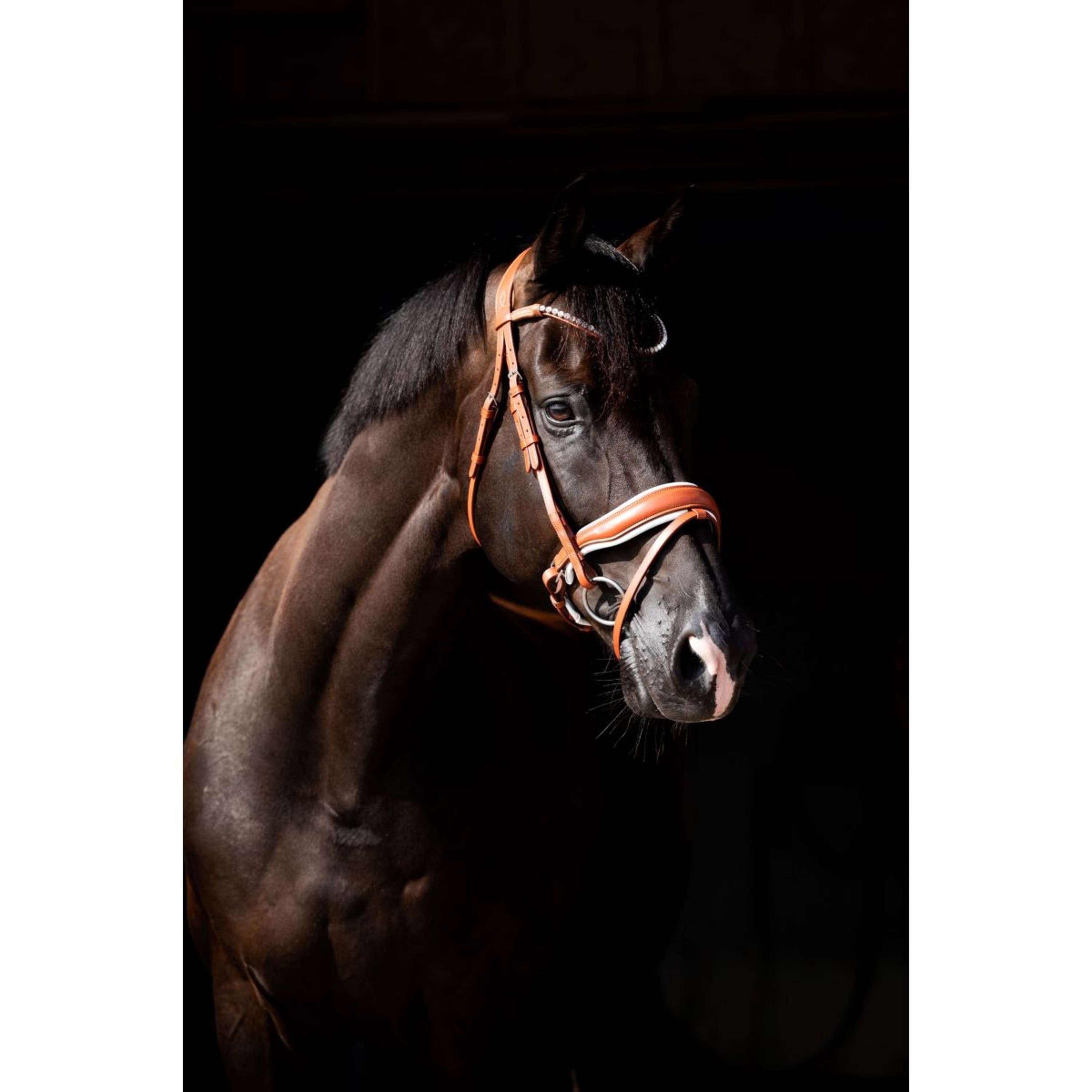 HB Showtime Bridle Chesnuth Cognac/White