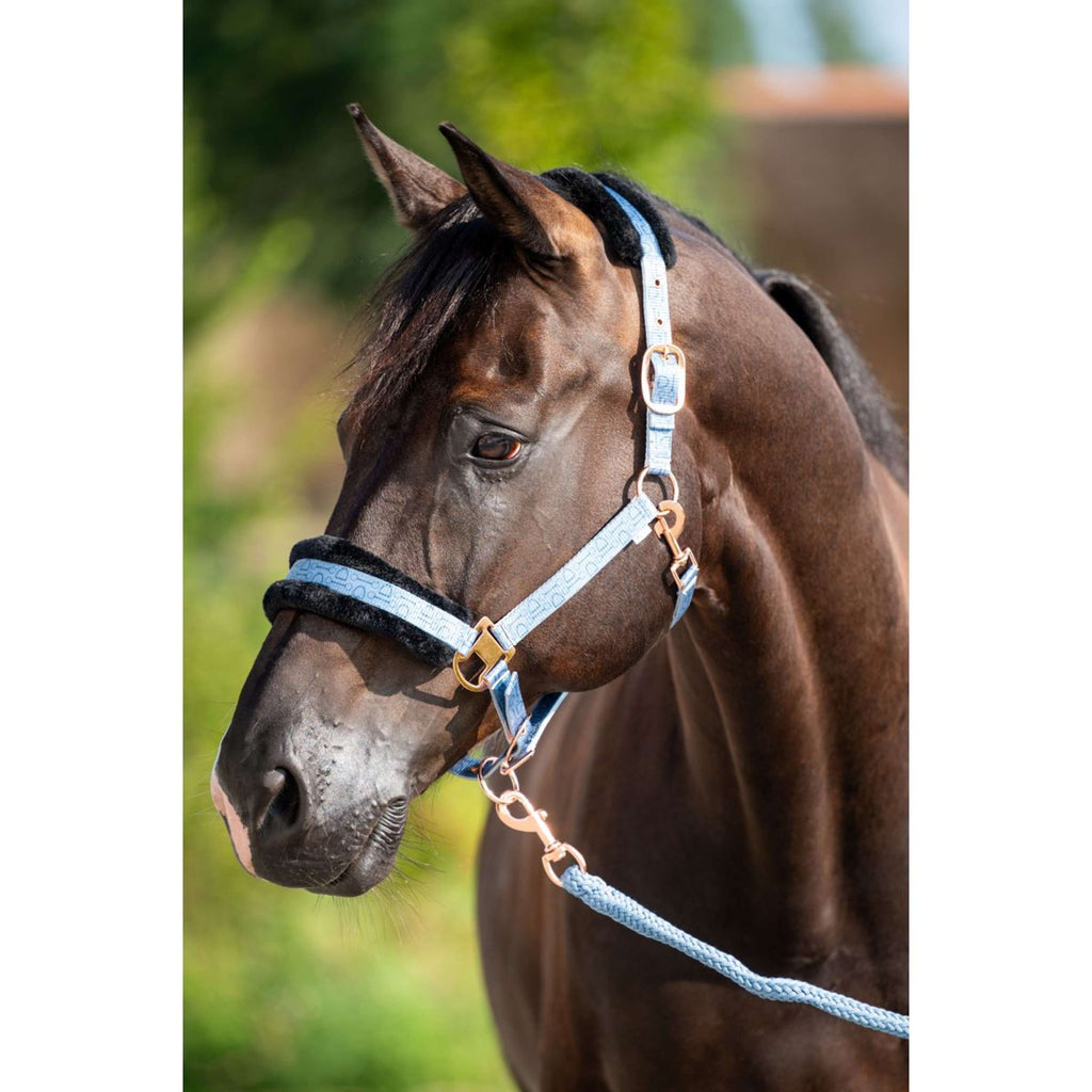 HB Halter Showtime Pioneer Ice blue
