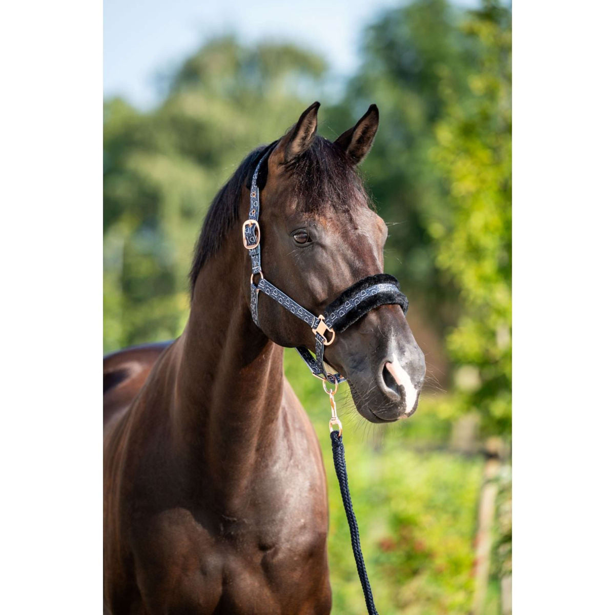 HB Halter Showtime Pioneer Black