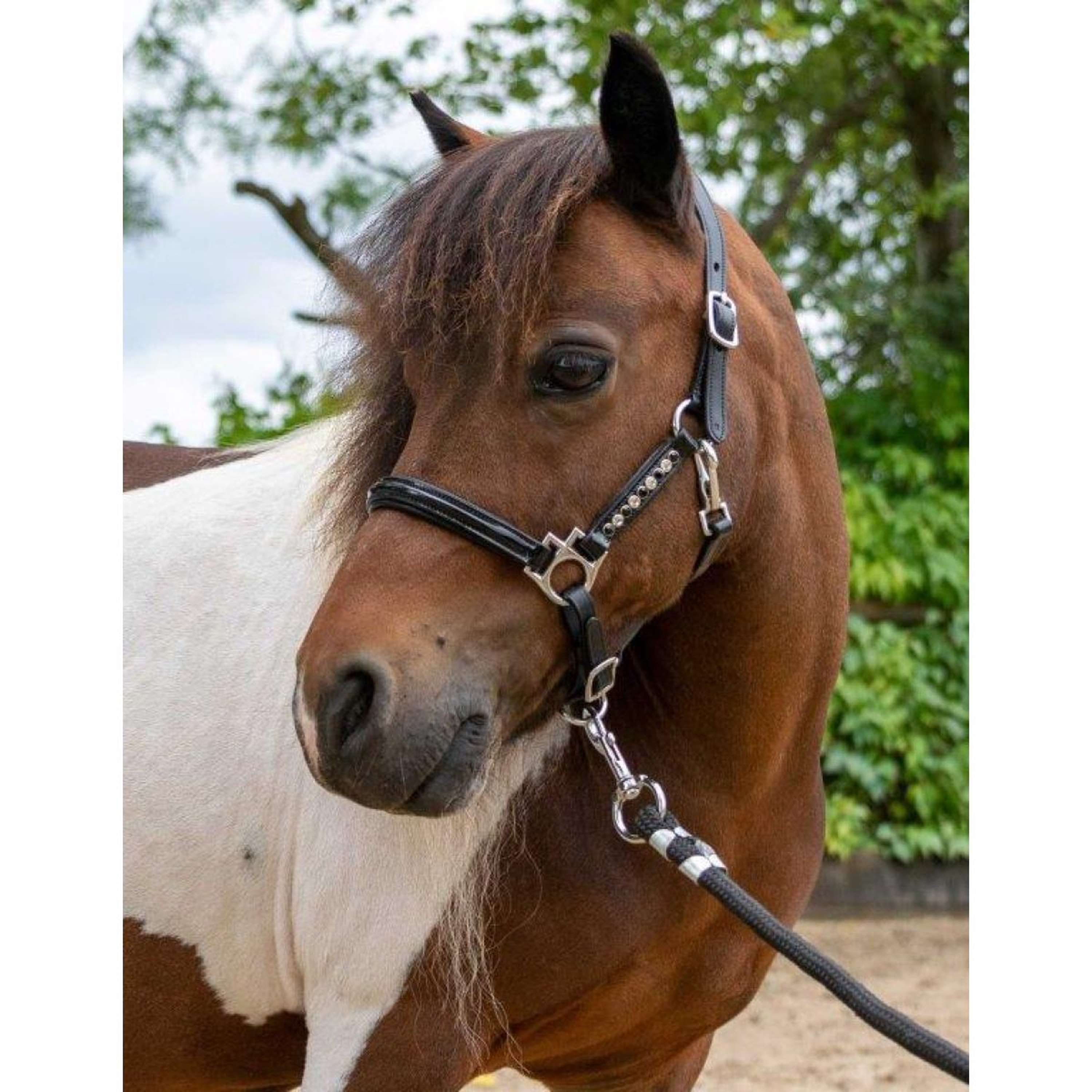 HB Ruitersport Halter Showtime Leather Rivet Swarovski Black