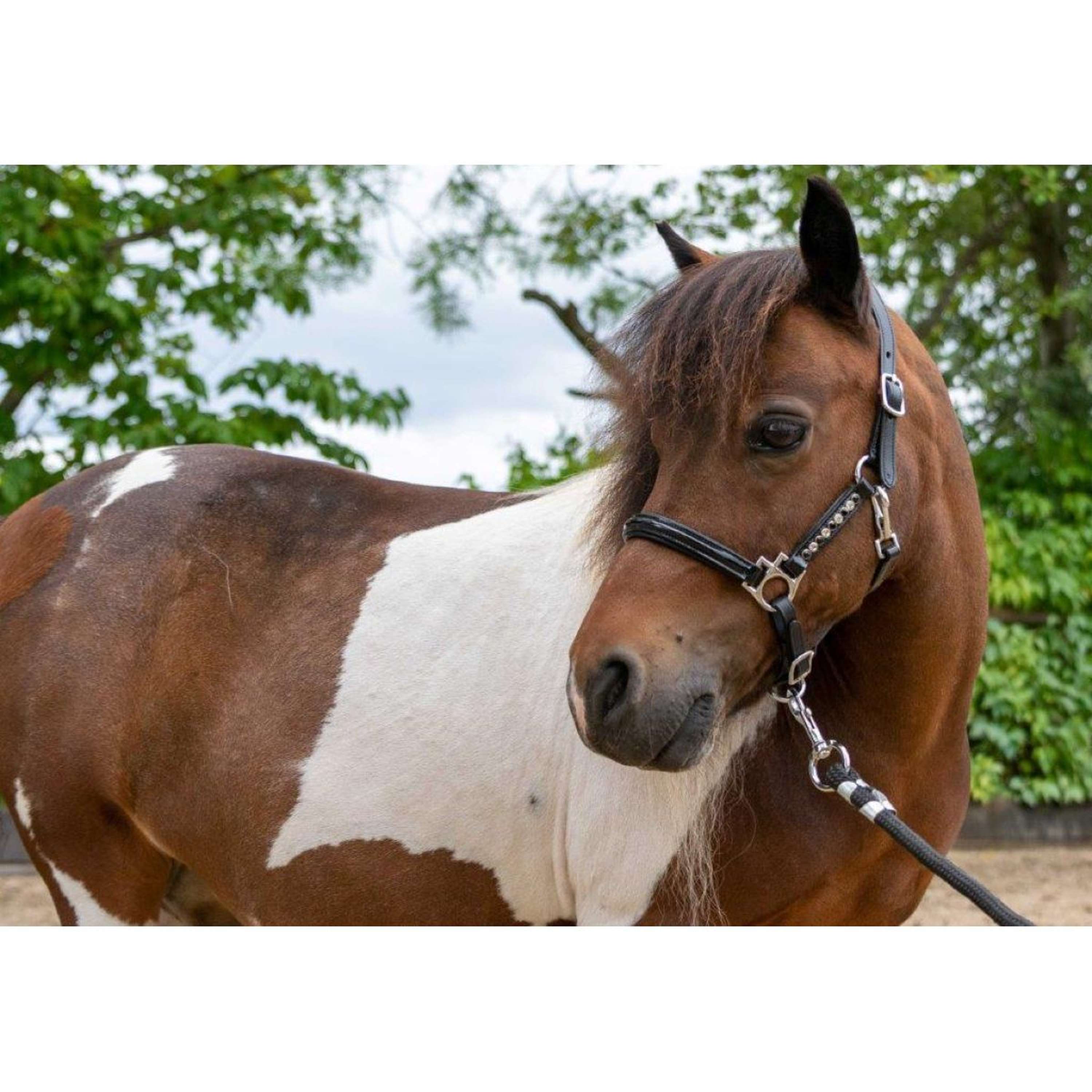 HB Ruitersport Halter Showtime Leather Rivet Swarovski Black
