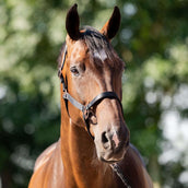 HB Head Collar Set Eclipe Black